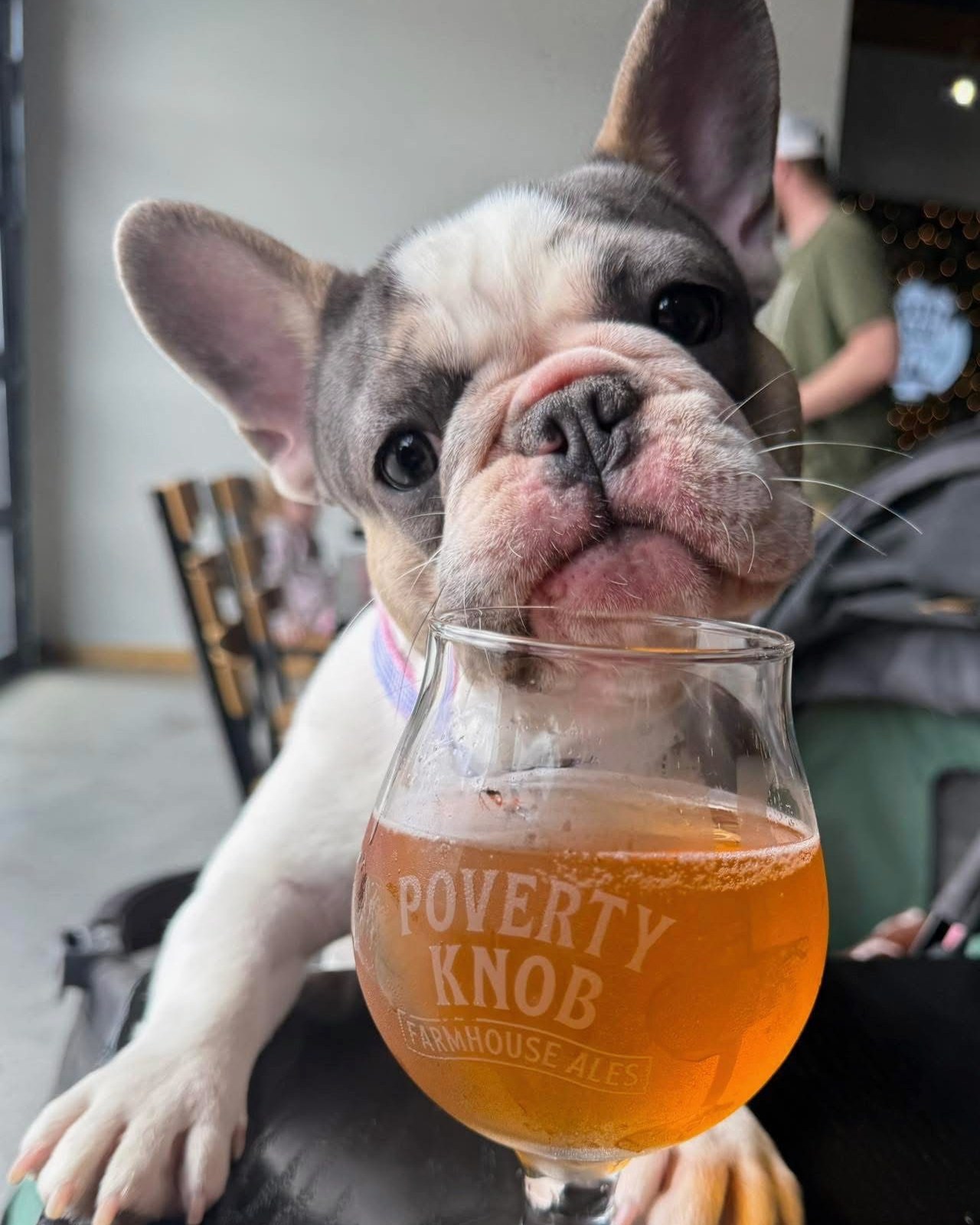 Poverty Knob Farmhouse Ales Waterford