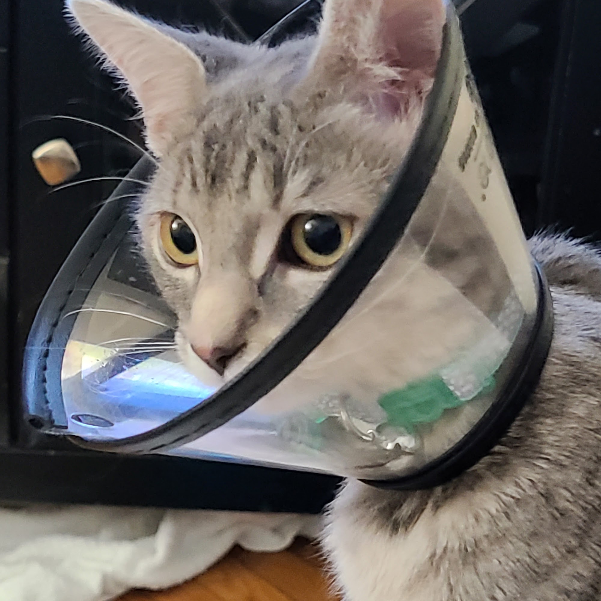 Susquehanna Trail Animal Hospital Watsontown