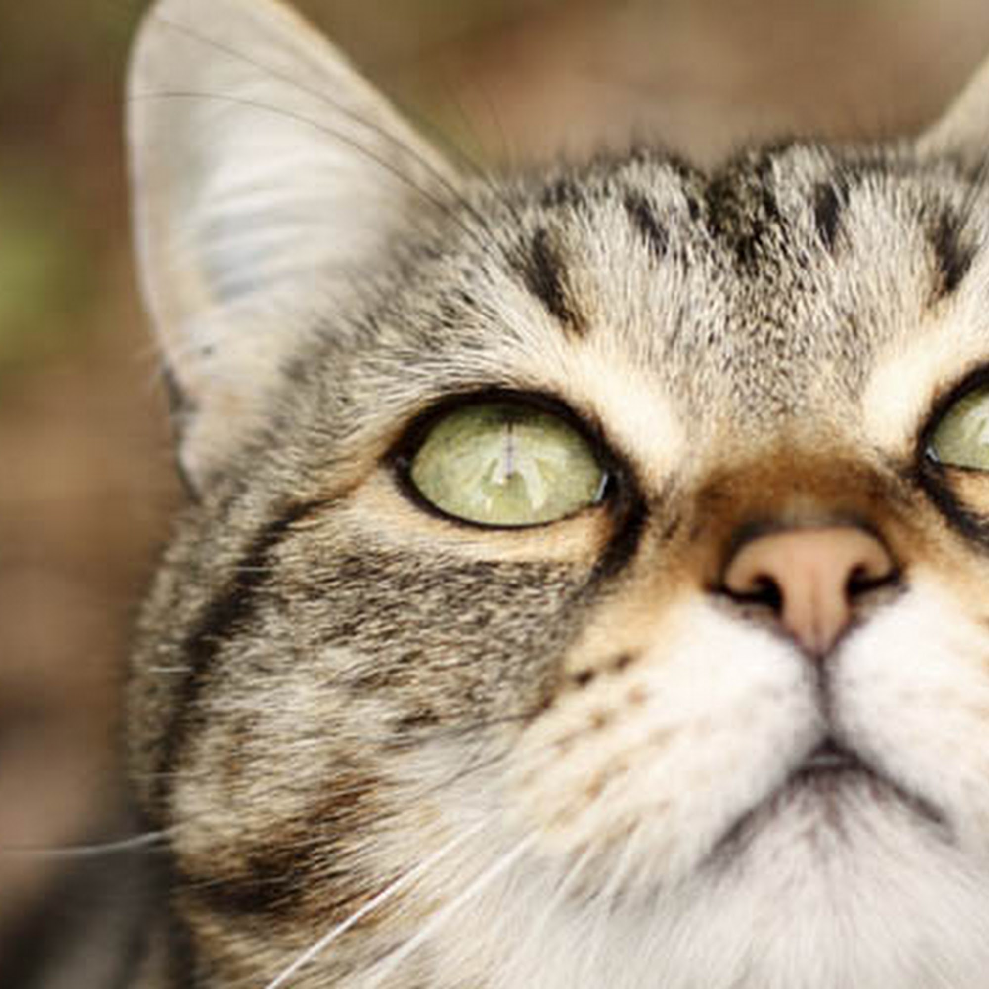 St. George Hunt Memorial Veterinary Hospital Wayne