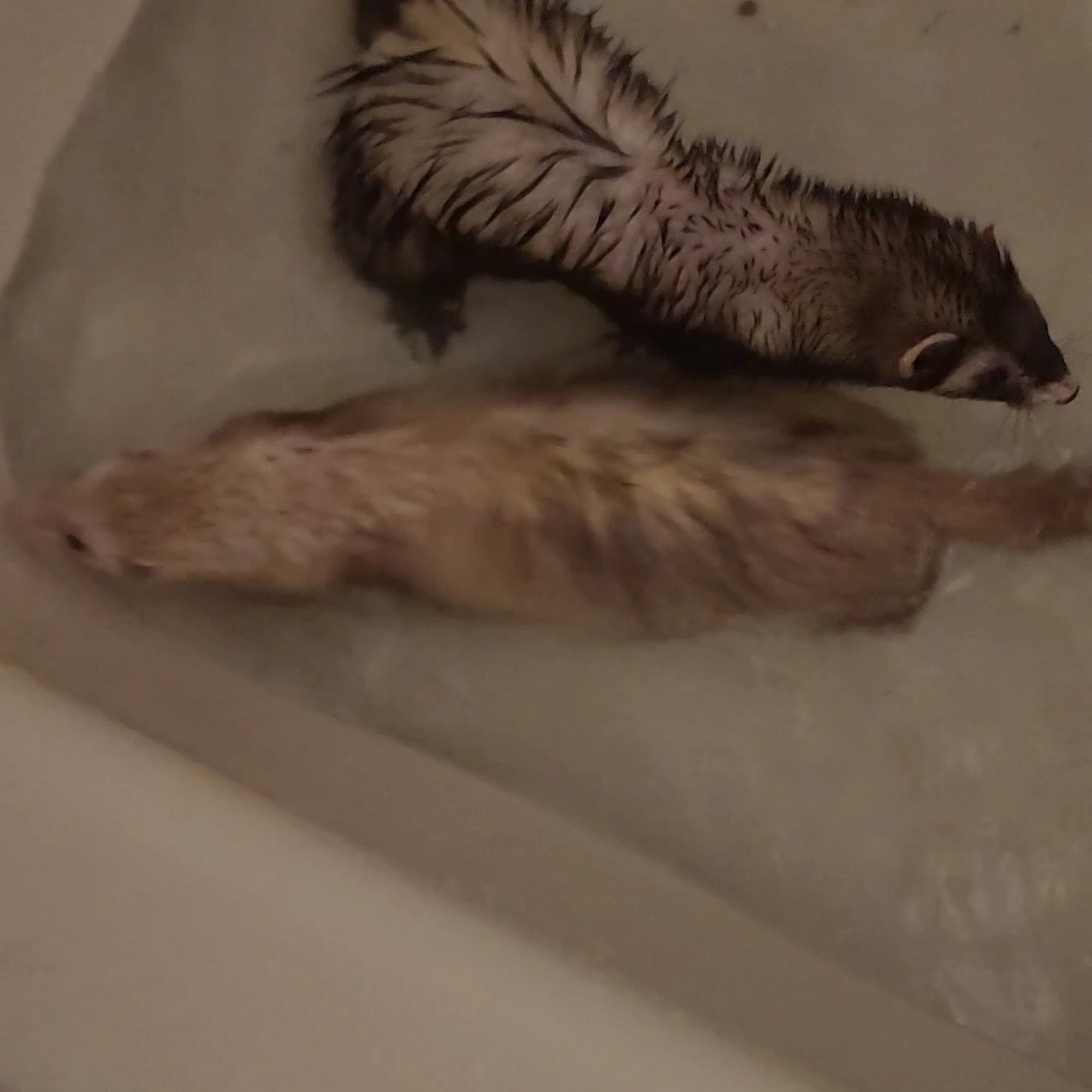 Waynesboro Veterinary Clinic Waynesboro