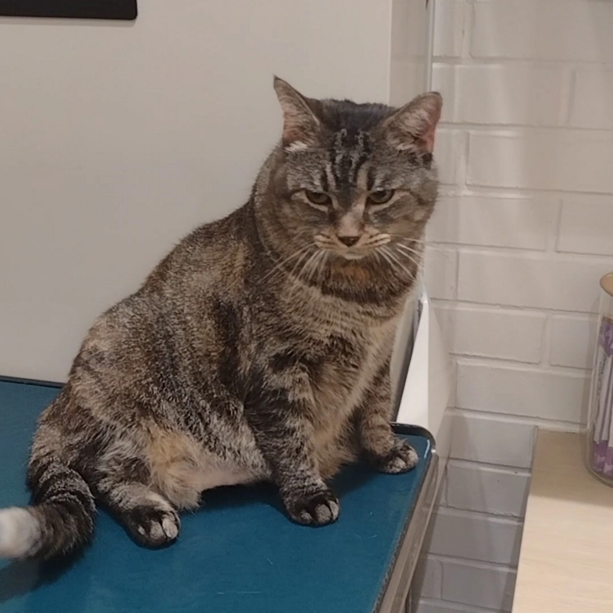 Antietam Humane Society Waynesboro