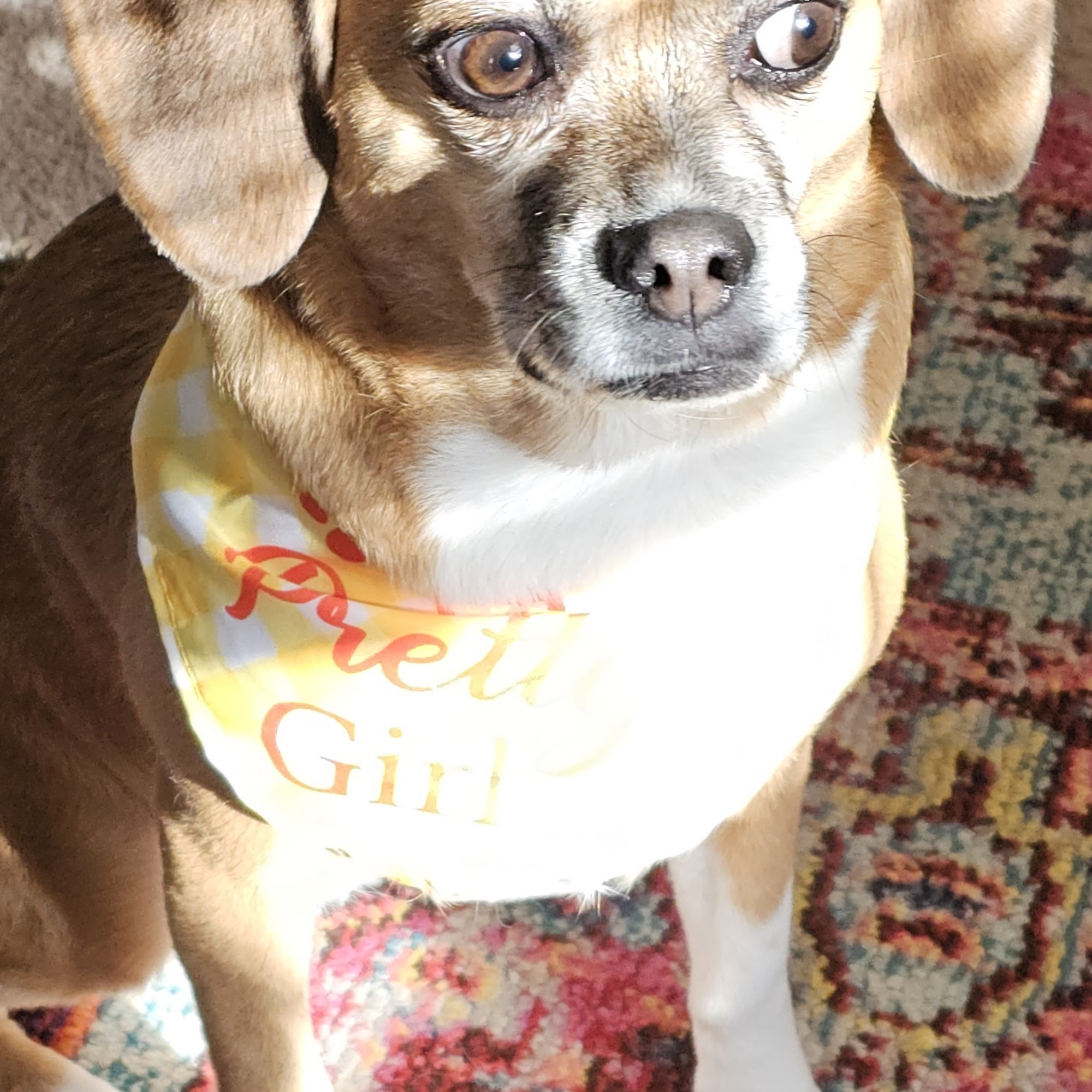 Yappy Days Pet Grooming Waynesboro