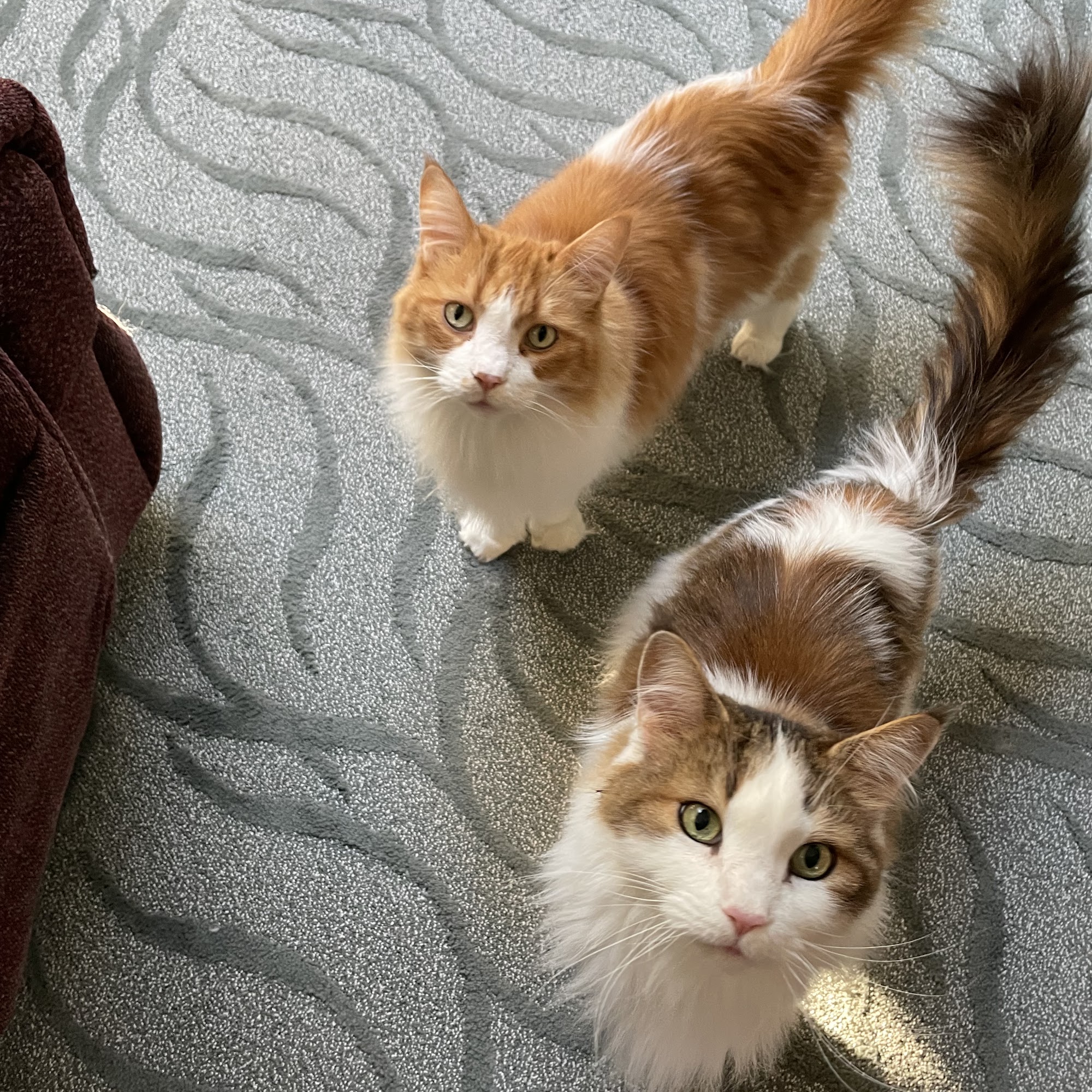 Waynesburg Animal Hospital Waynesburg