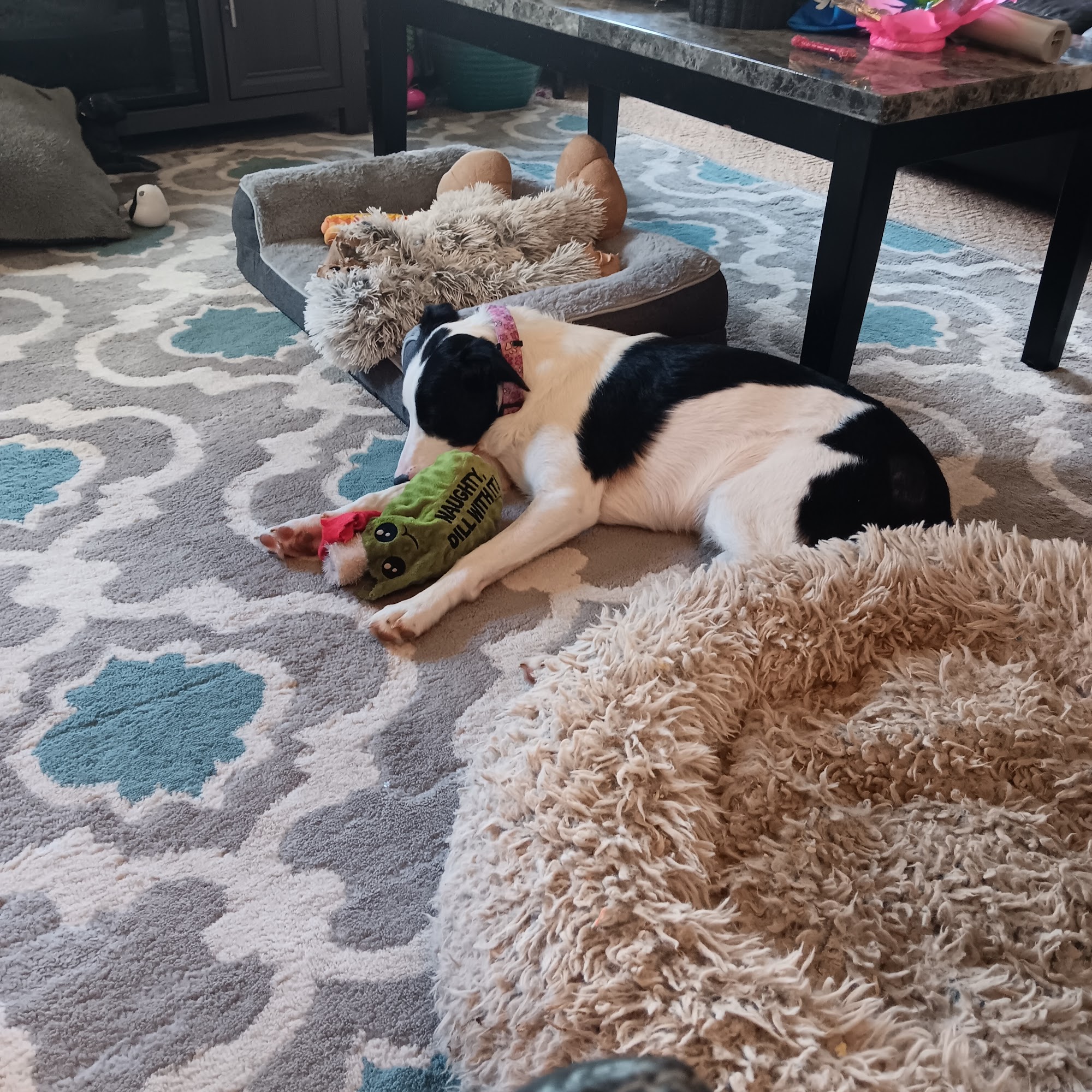 Braden Run Animal Hospital Waynesburg