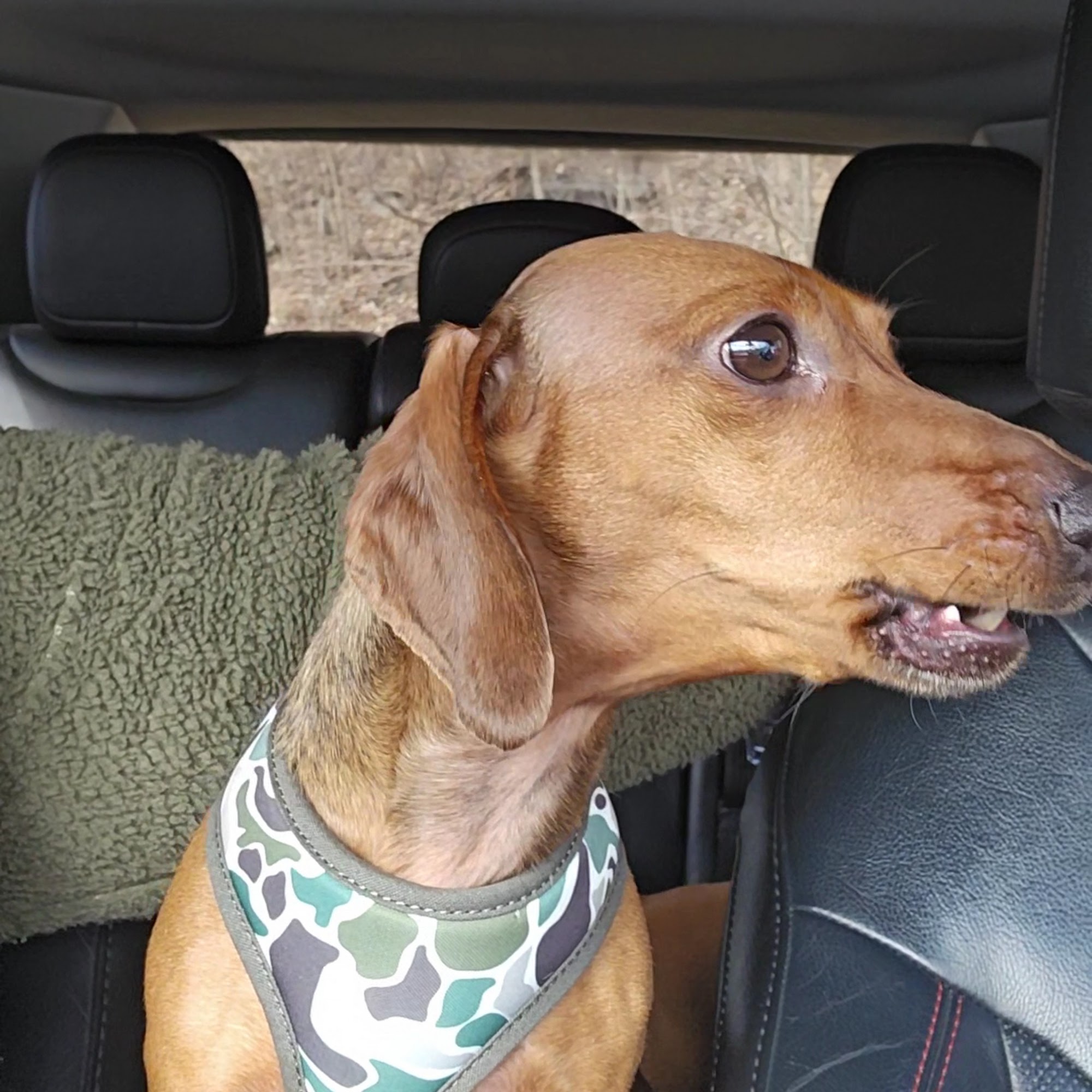 Grand Canyon Veterinary Hospital Wellsboro