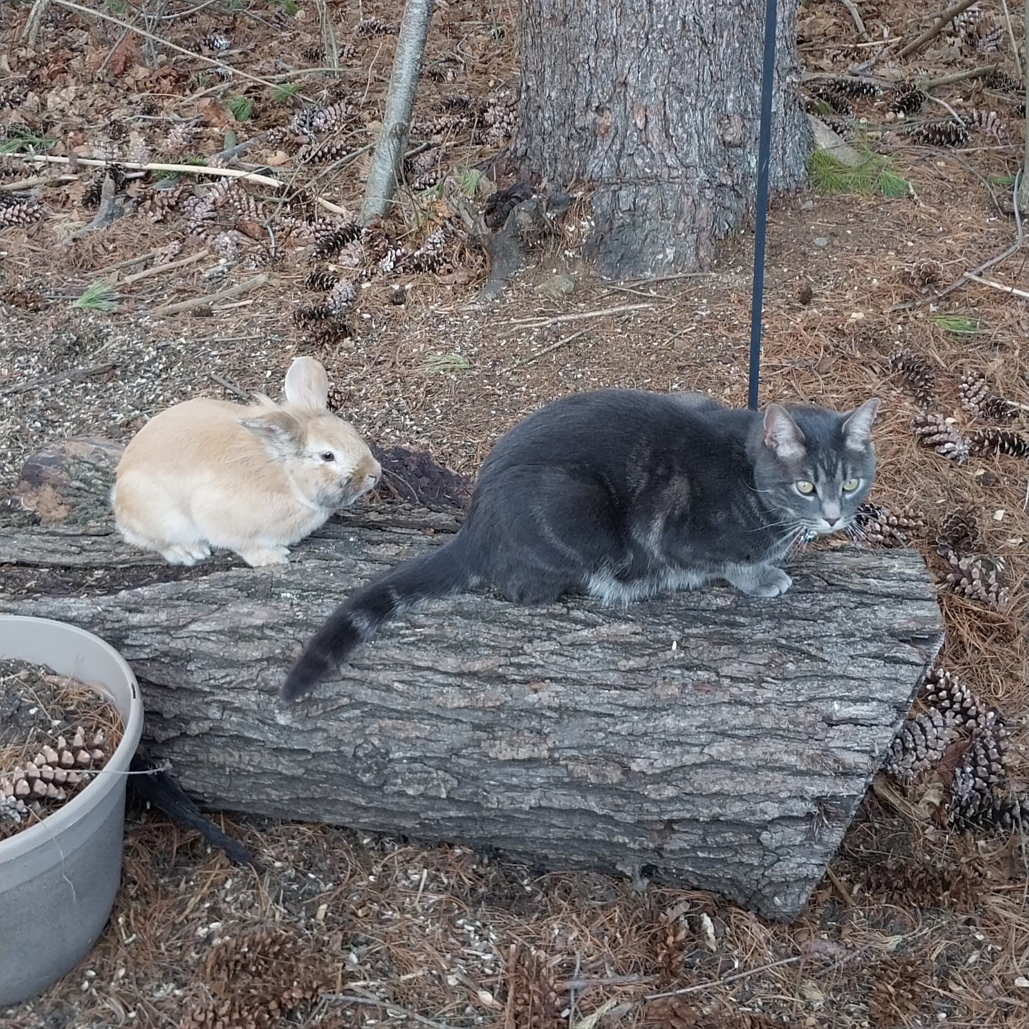 Rocky Hill Veterinary Clinic West Chester