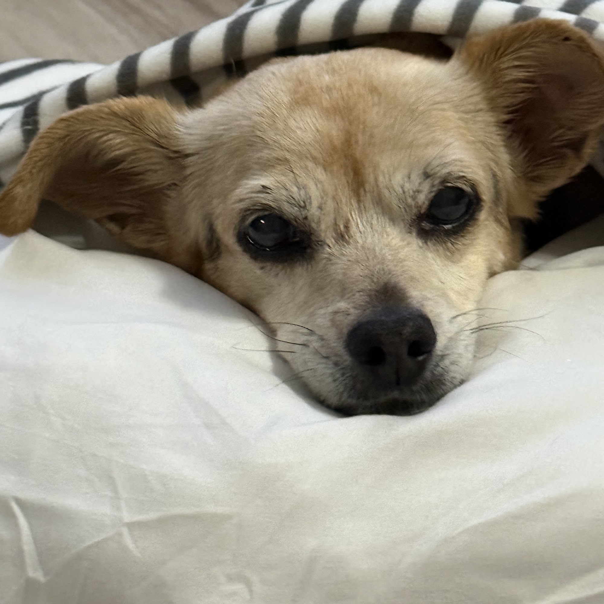 Animal Clinic of Westtown Village West Chester