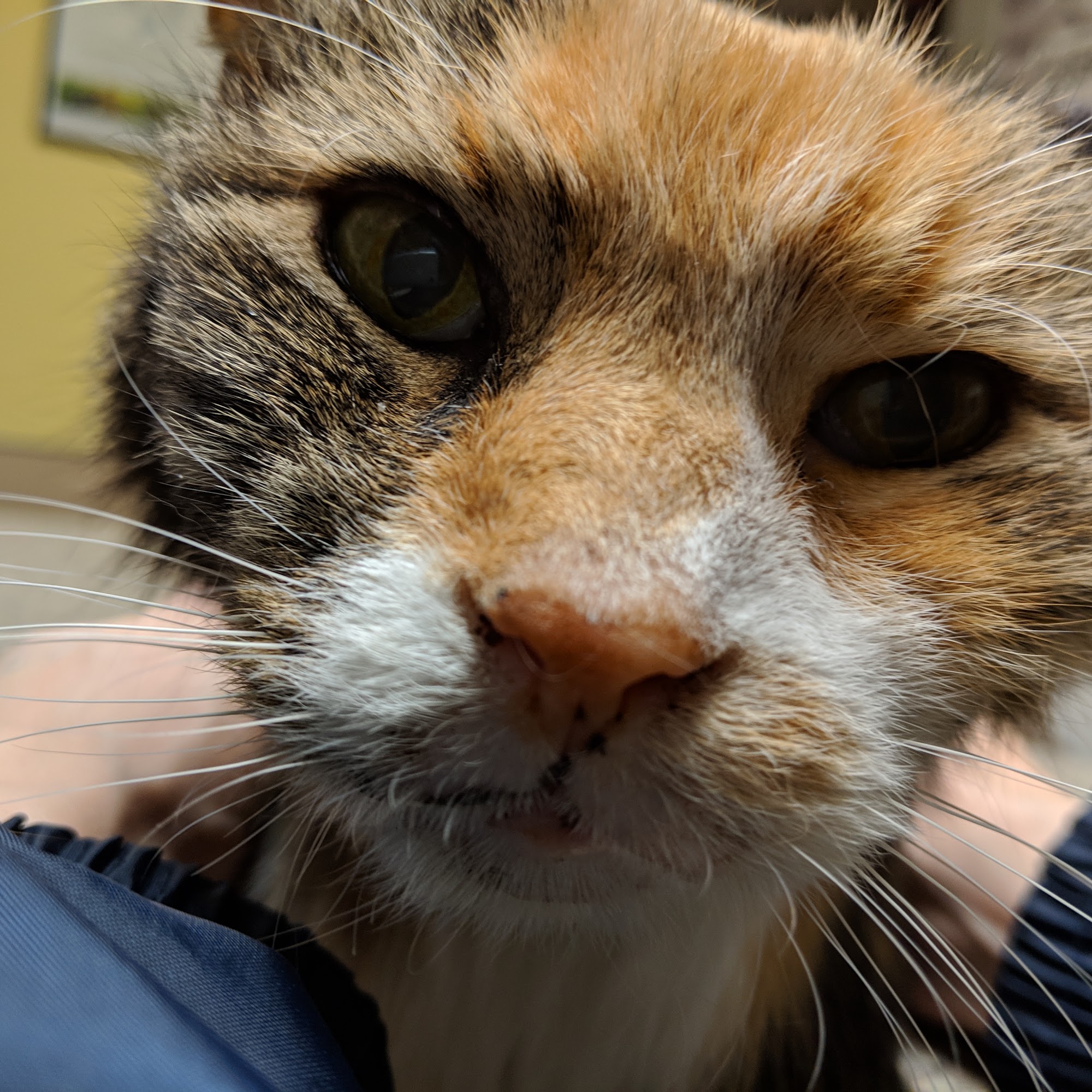 West Chester Veterinary Medical Center West Chester