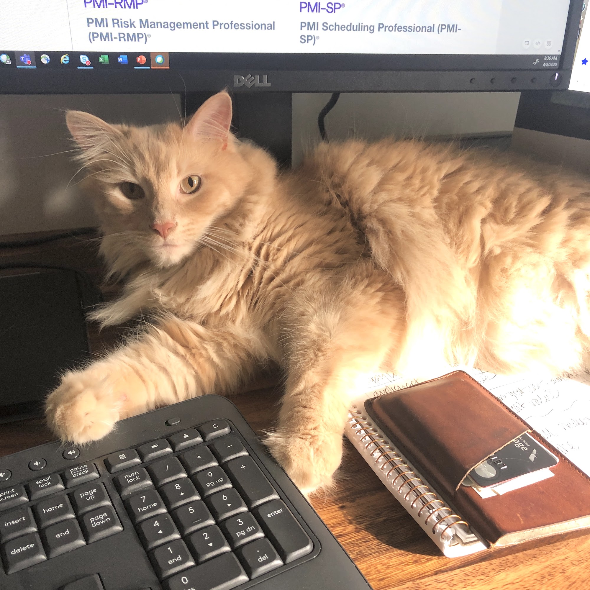 Chester County Cat Hospital West Chester