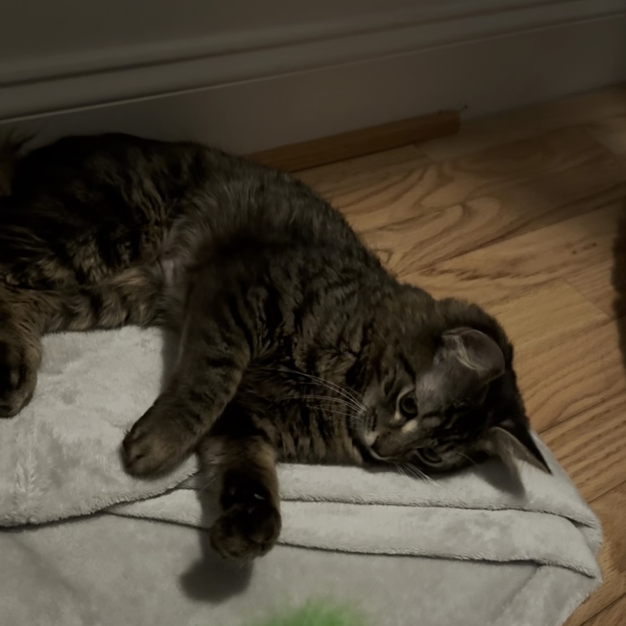 Brandywine Valley SPCA West Chester