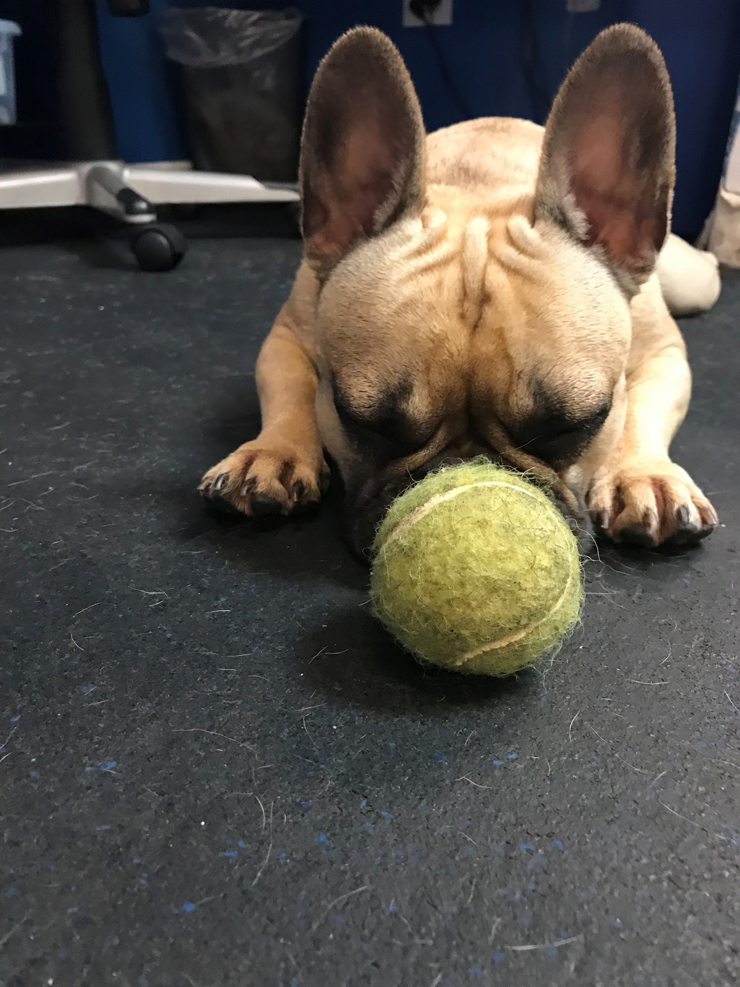 Camp K-9 Paradise For Paws West Chester