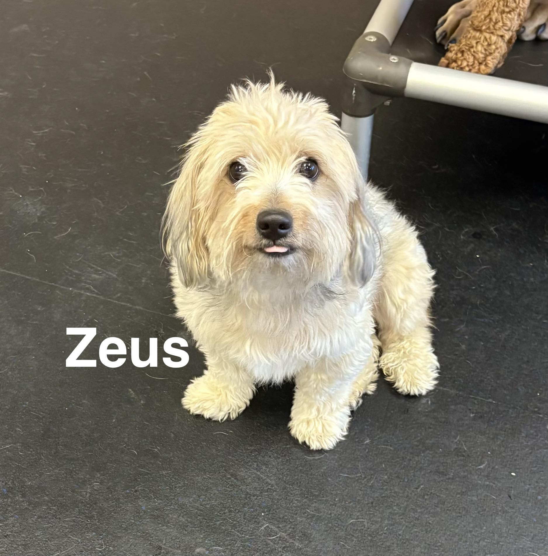 Camp K-9 Paradise For Paws West Chester