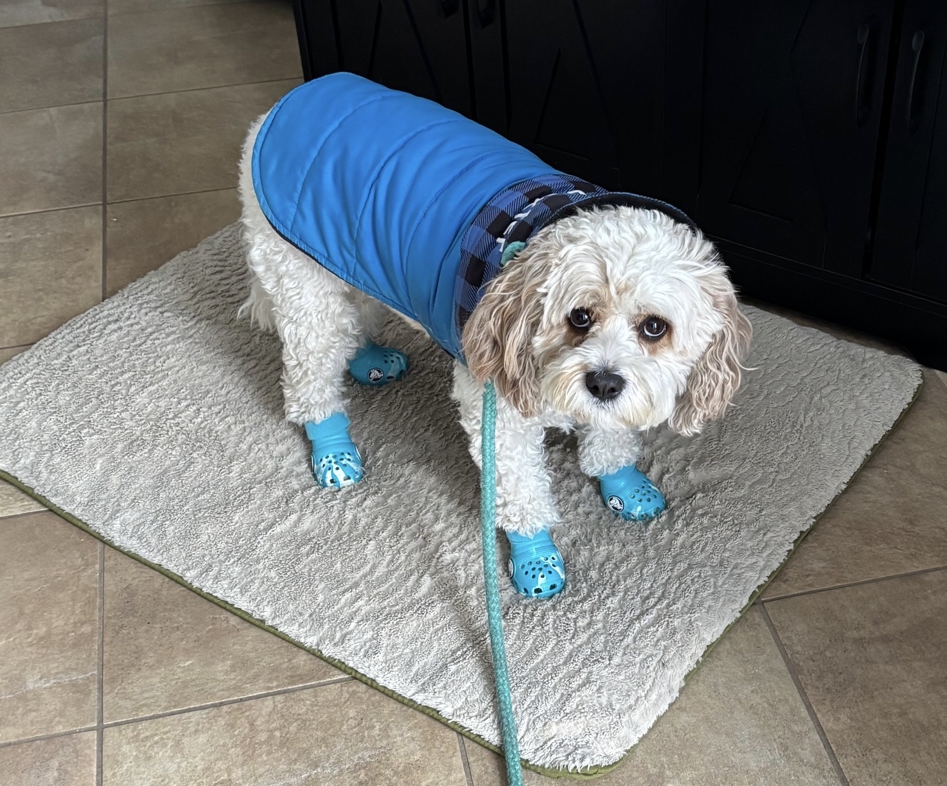 East Bradford Veterinary Hospital West Chester