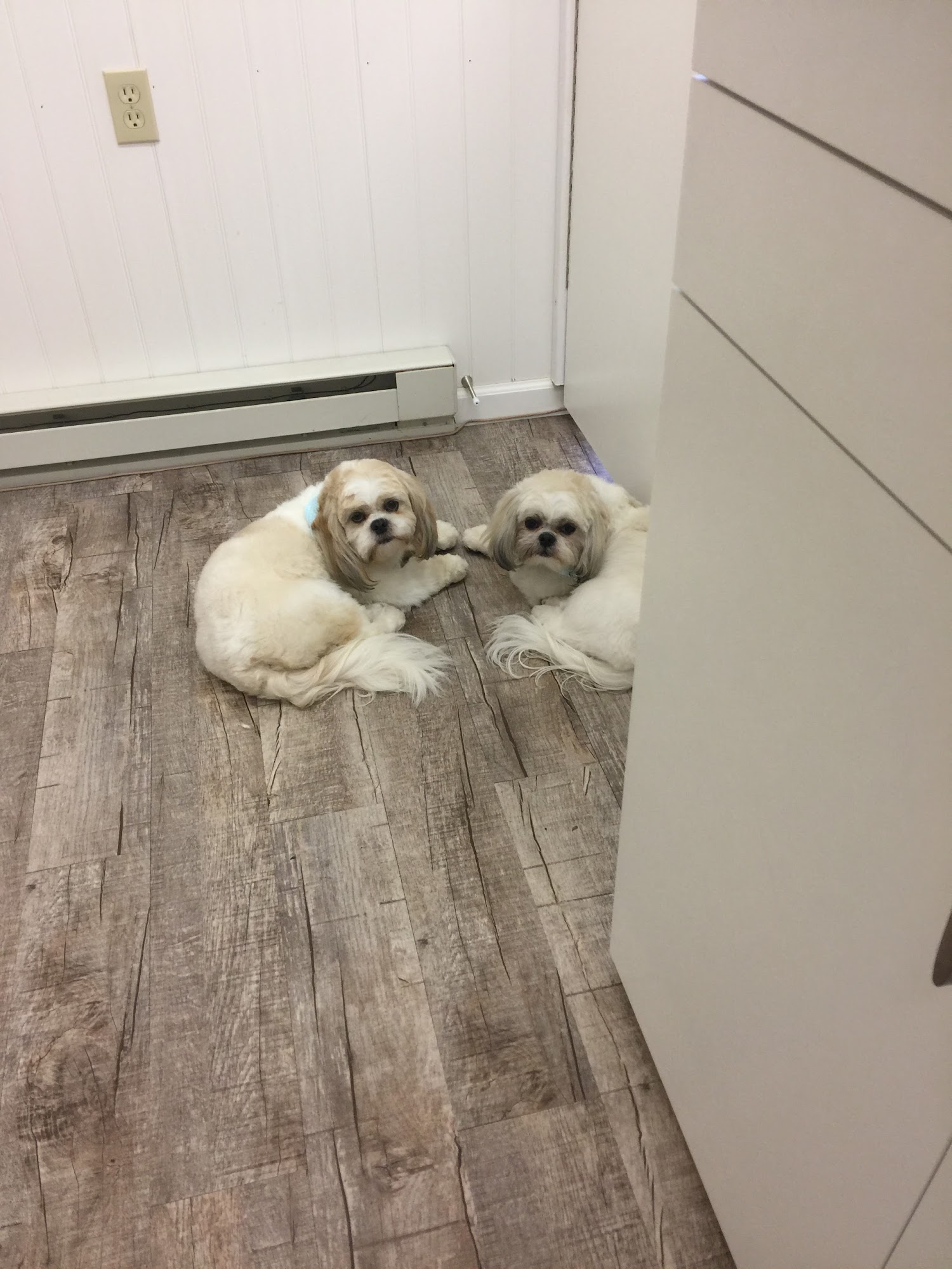 Best In Coat West Chester