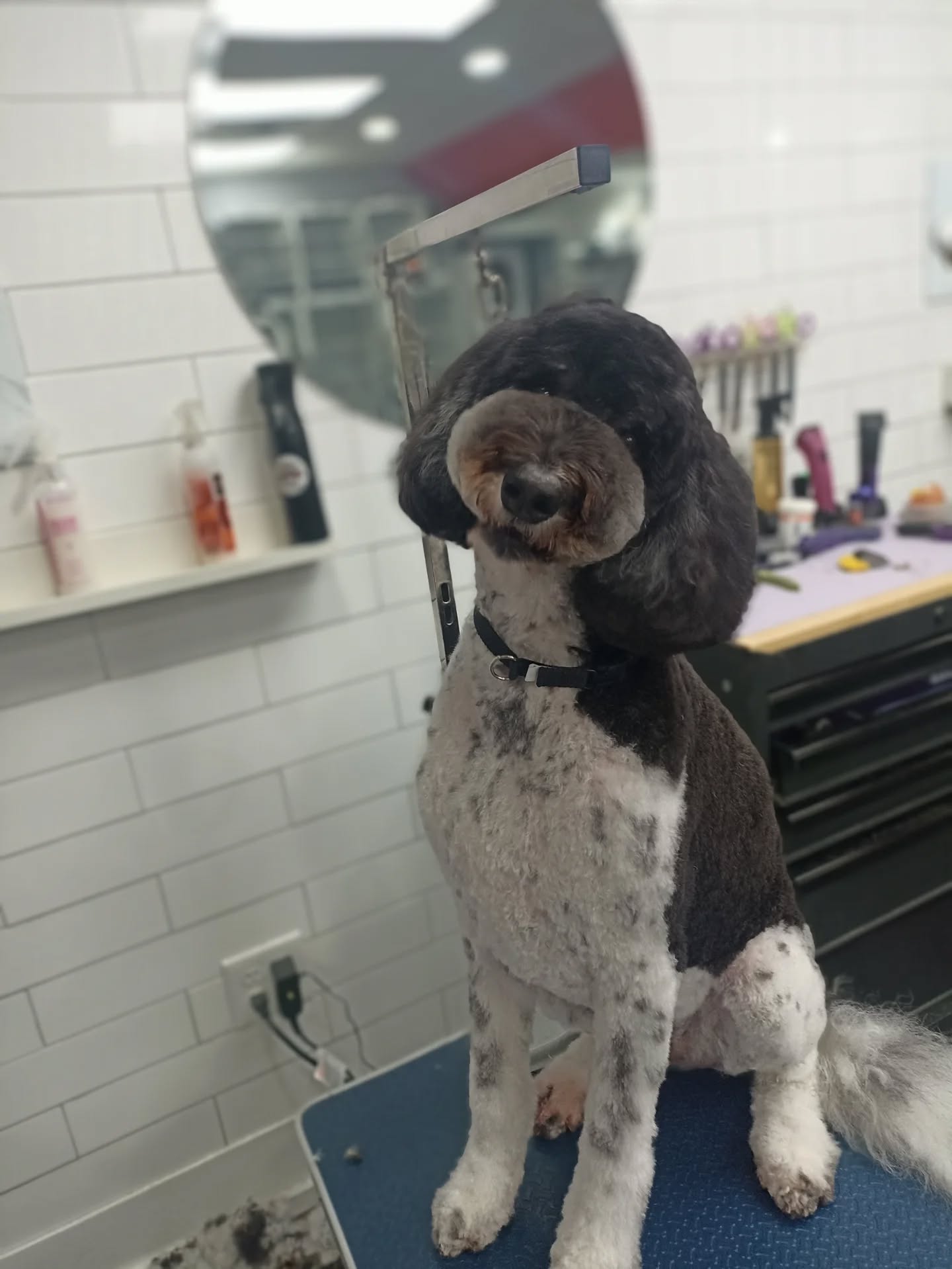 Champions Premier Dog Parlor West Chester