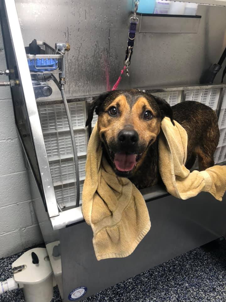 Applebrook Inn Veterinary Center & Pet Resort West Chester