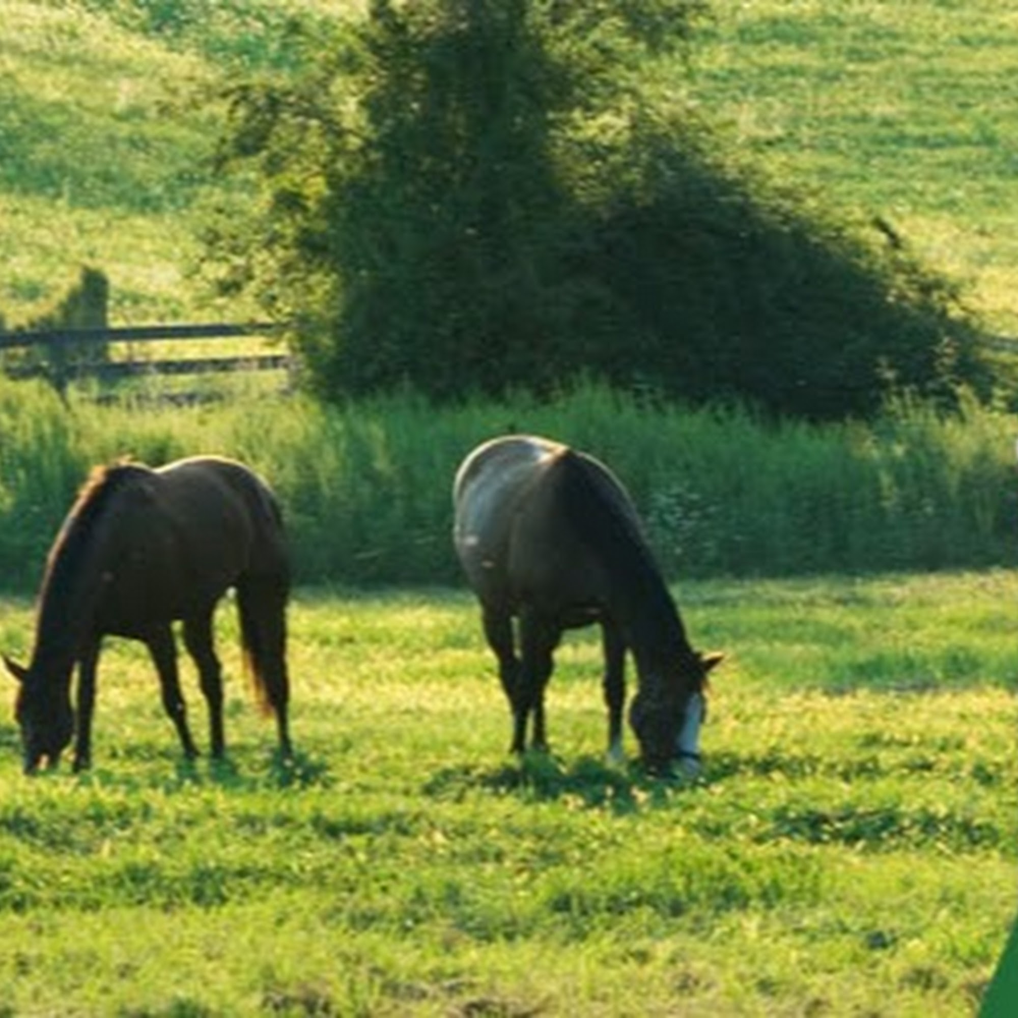 Equine Medical and Surgical Associates West Chester