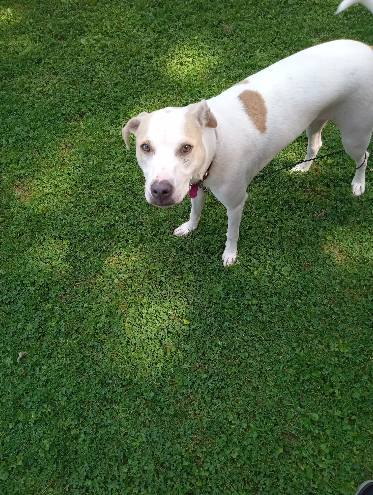 Pets and Friends JV West Grove