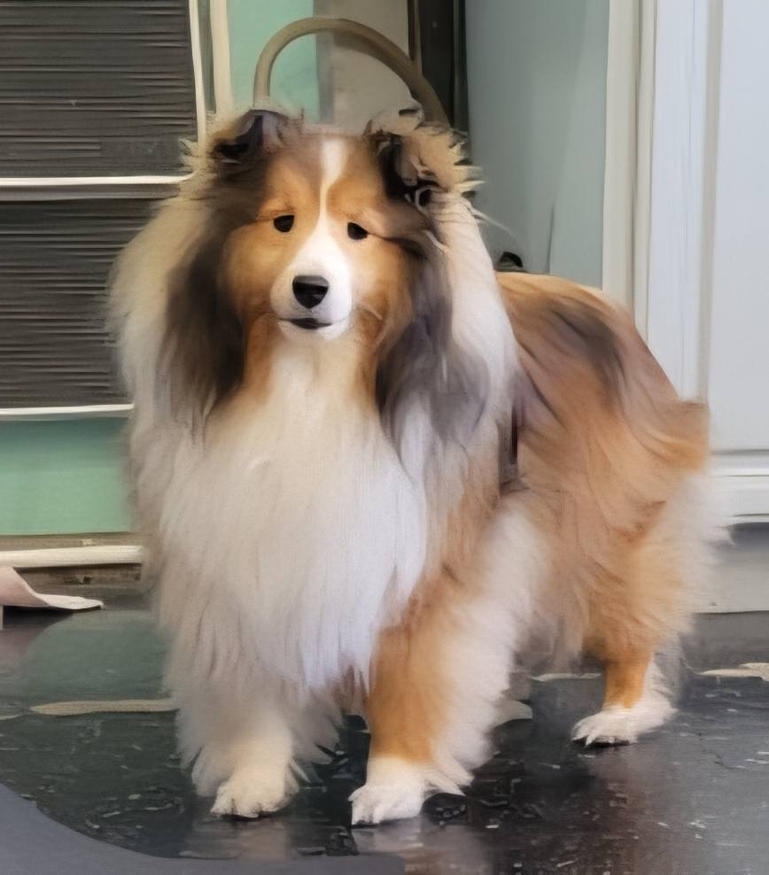 Dream Come True Pet Salon West Grove