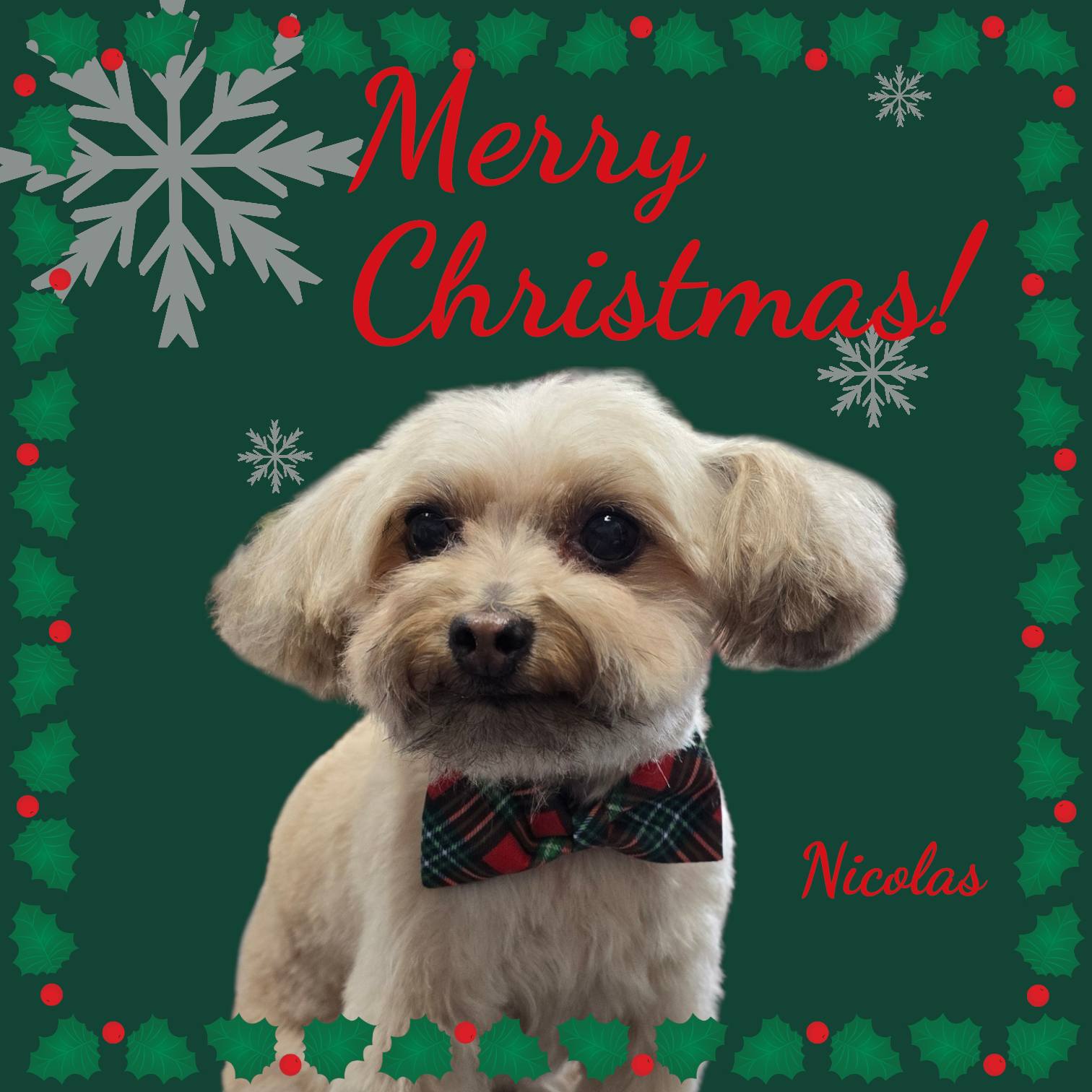 The Lazy Dog Salon West Hazleton