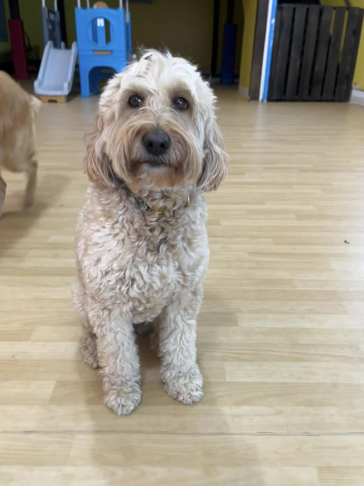 Pups Playhouse Wexford