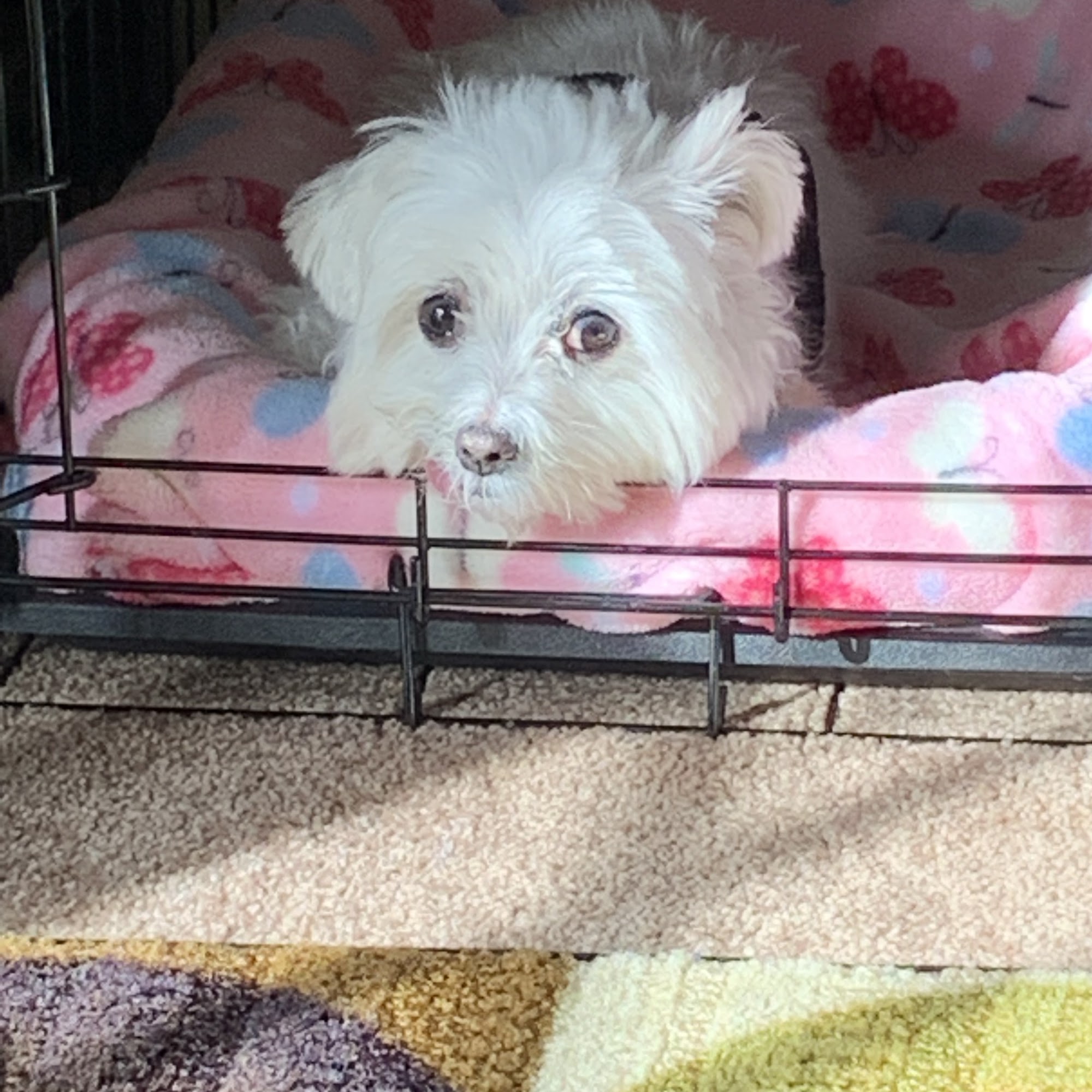 Pretty Pets By Bev White Oak