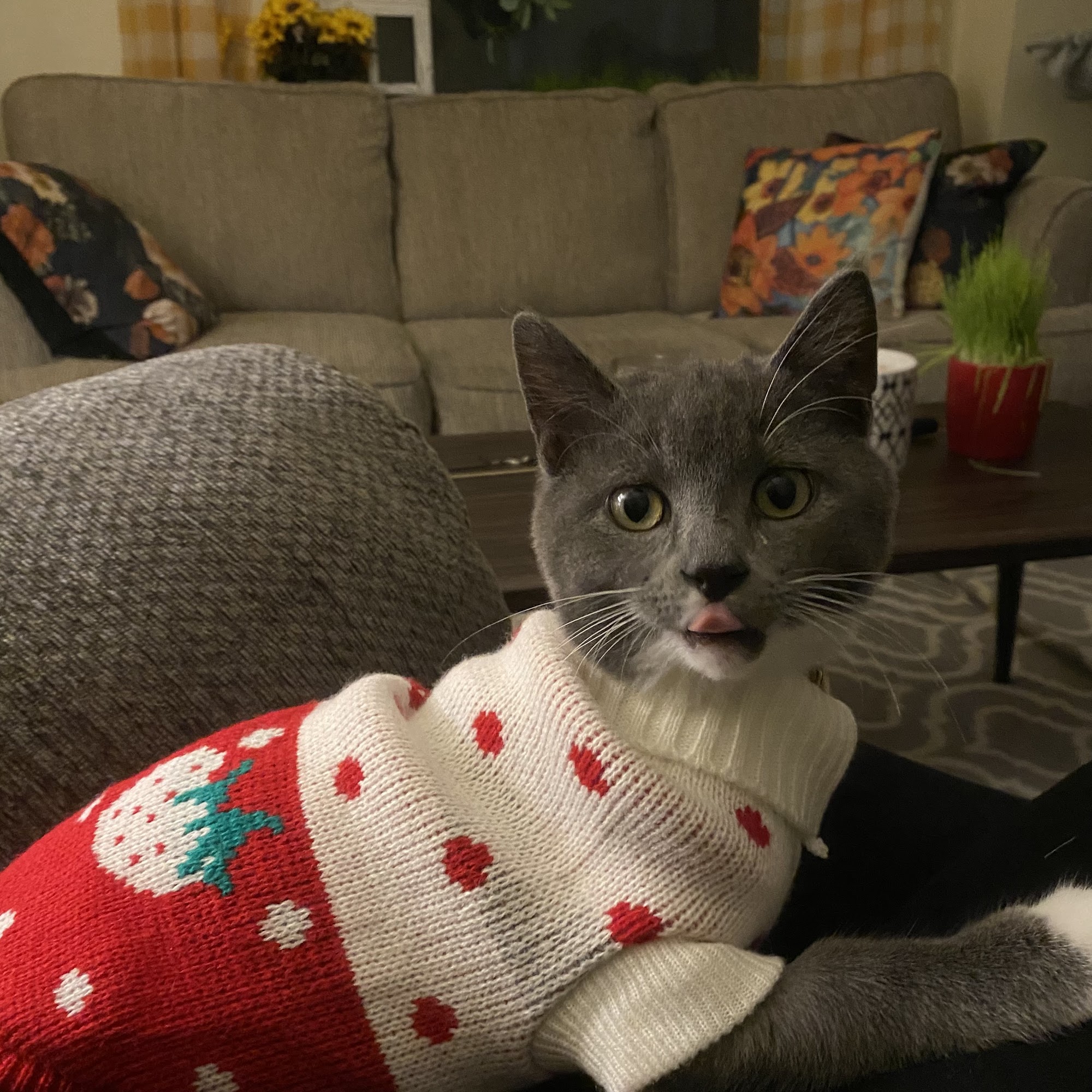 Affordable Pet Vaccines Inc. Whitehall