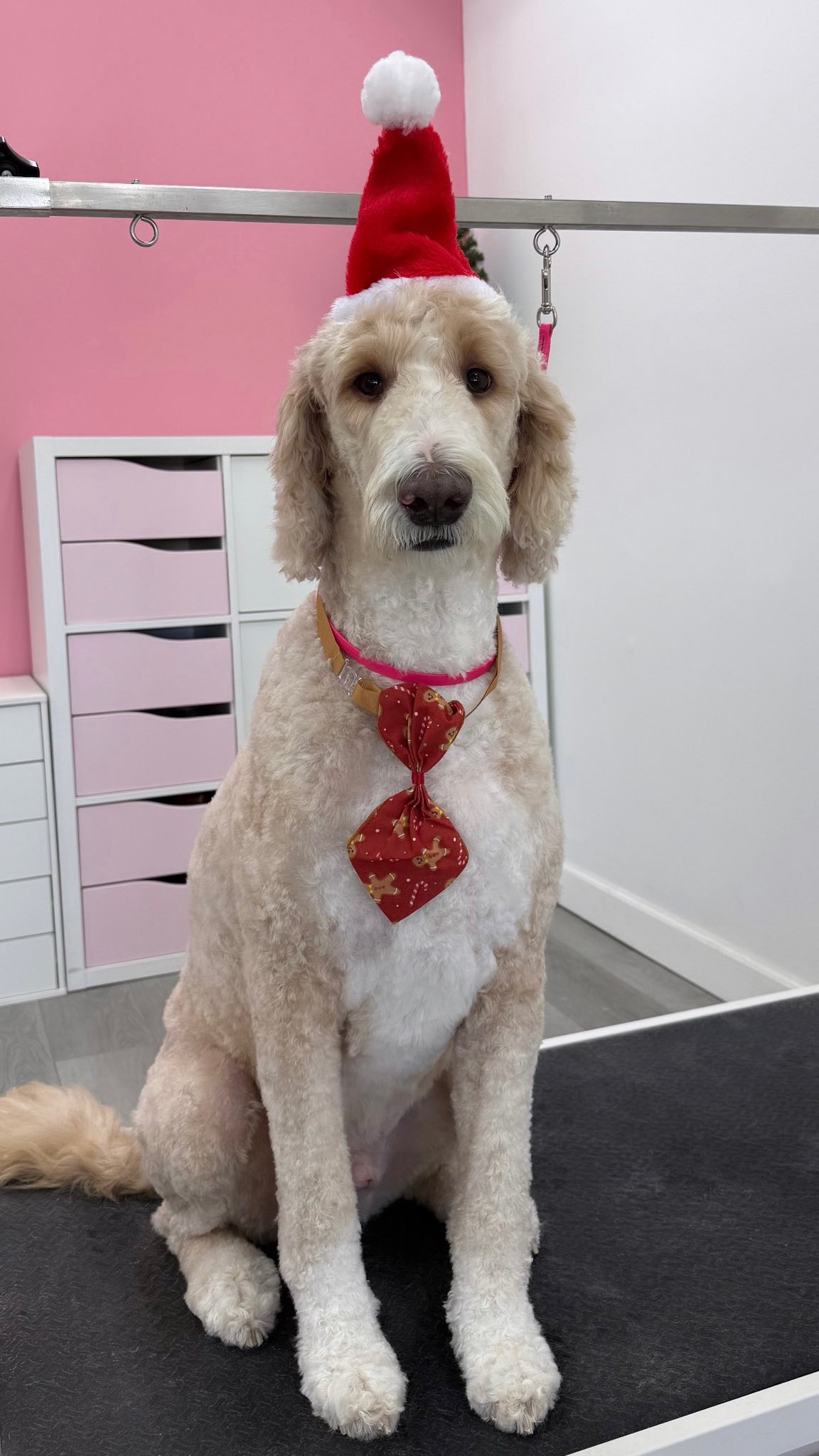 Little LuLu's Dog Spaw Whitehall