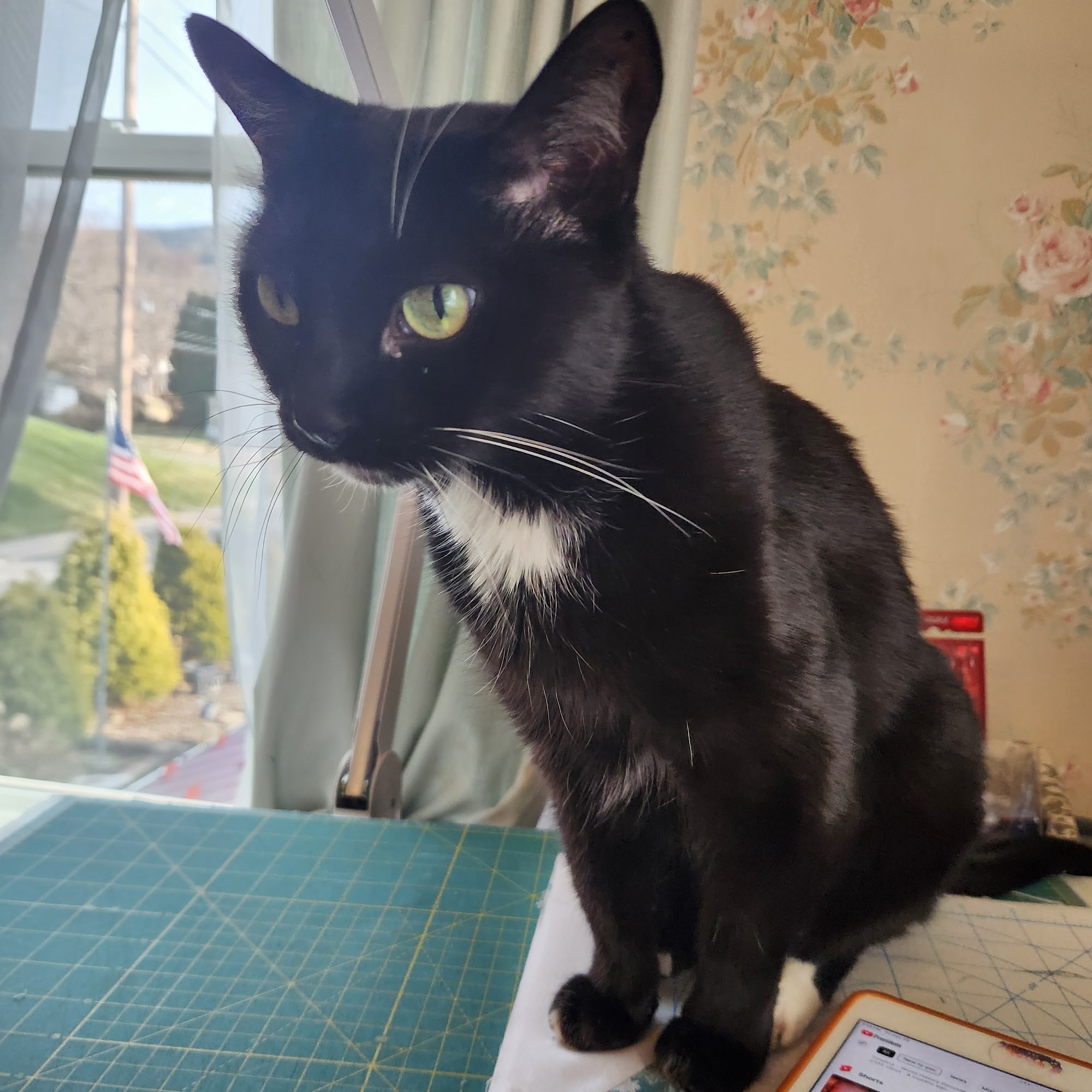 The Animal Hospital on the Golden Strip Williamsport