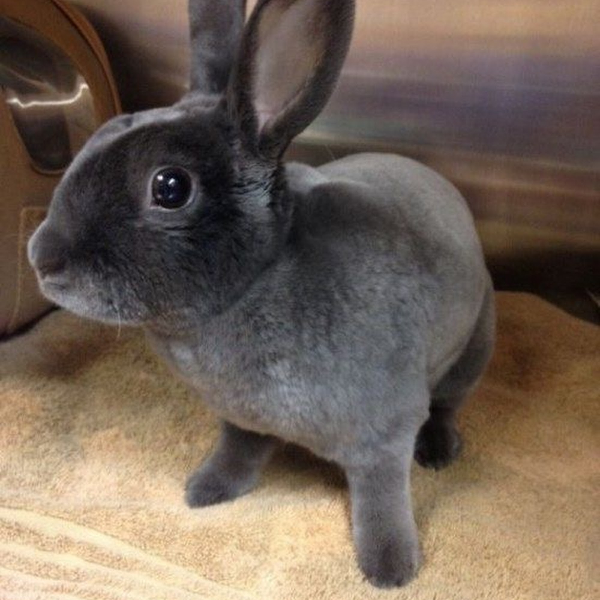 Loyalsock Animal Hospital Williamsport