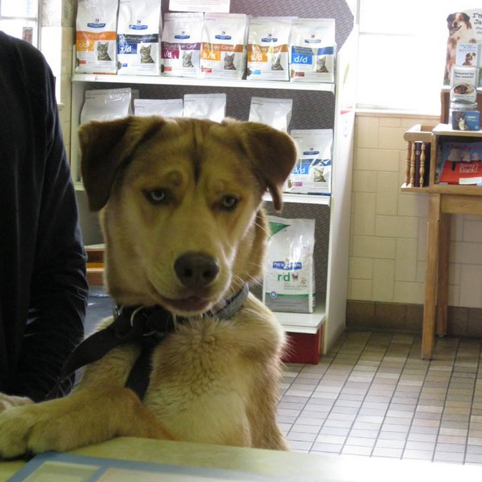 Little's Veterinary Hospital Williamsport