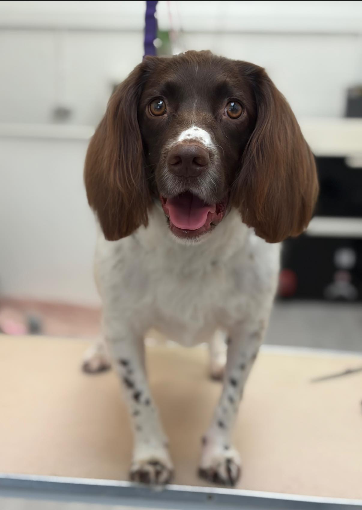 Paw Prints Dog Grooming Williamsport