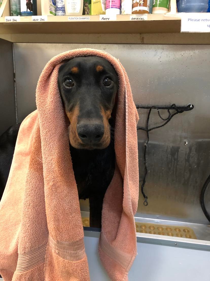 Lycoming County SPCA Williamsport