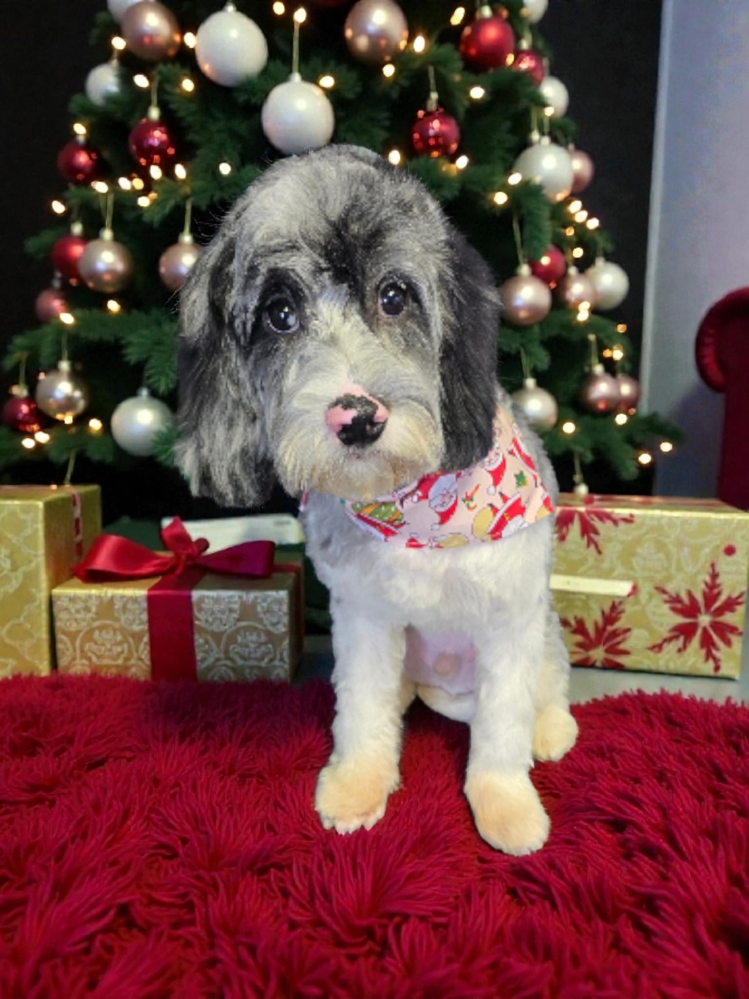 Oberjoch Boarding & Grooming Kennels Williamsport