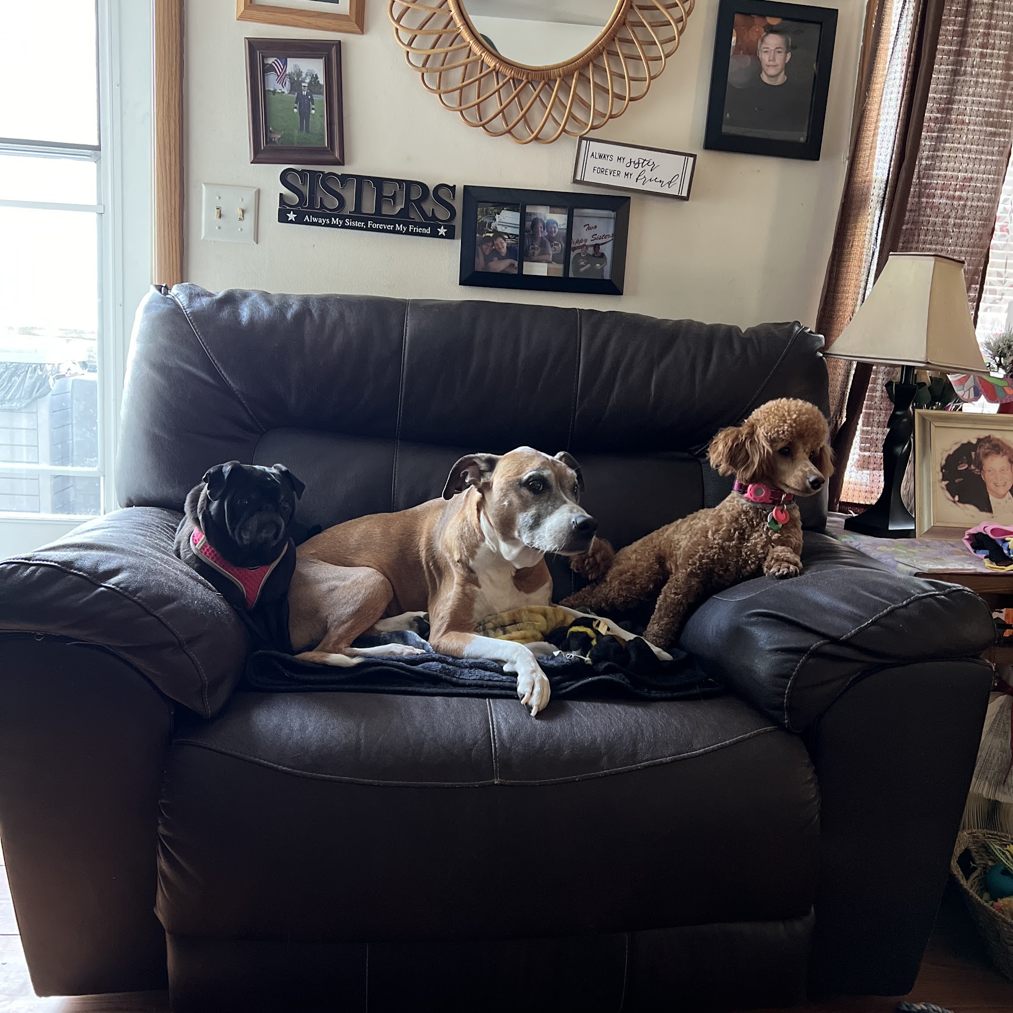 Oberjoch Boarding & Grooming Kennels Williamsport