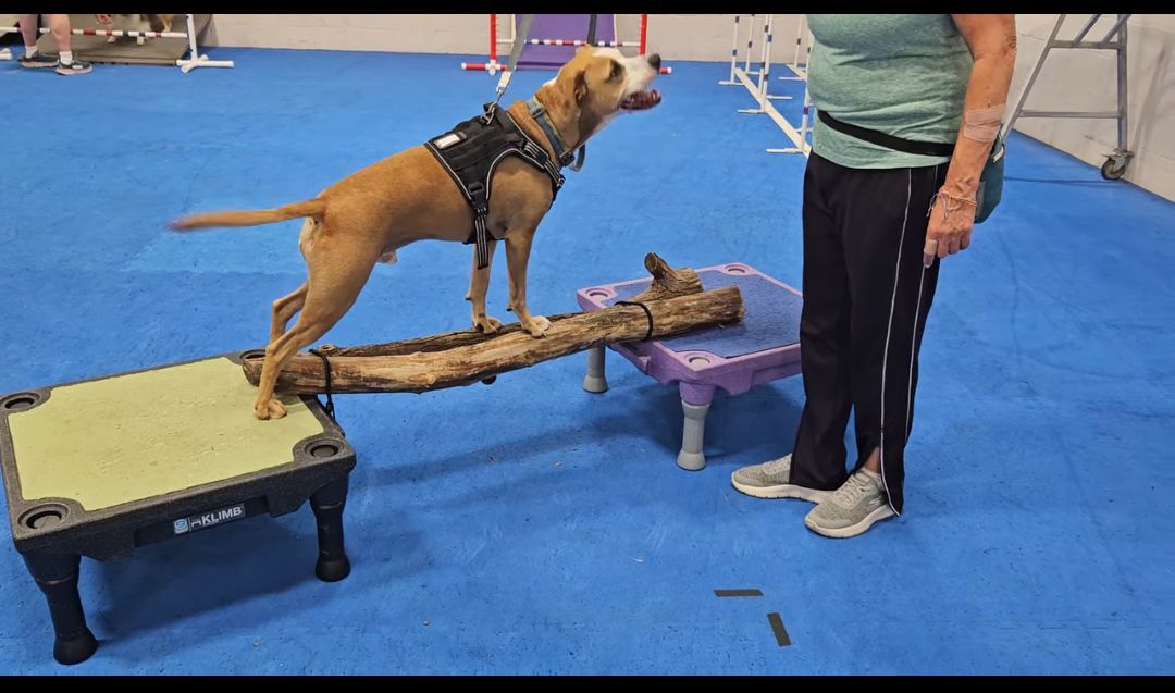 Y2K9s Dog Sports Club Willow Grove