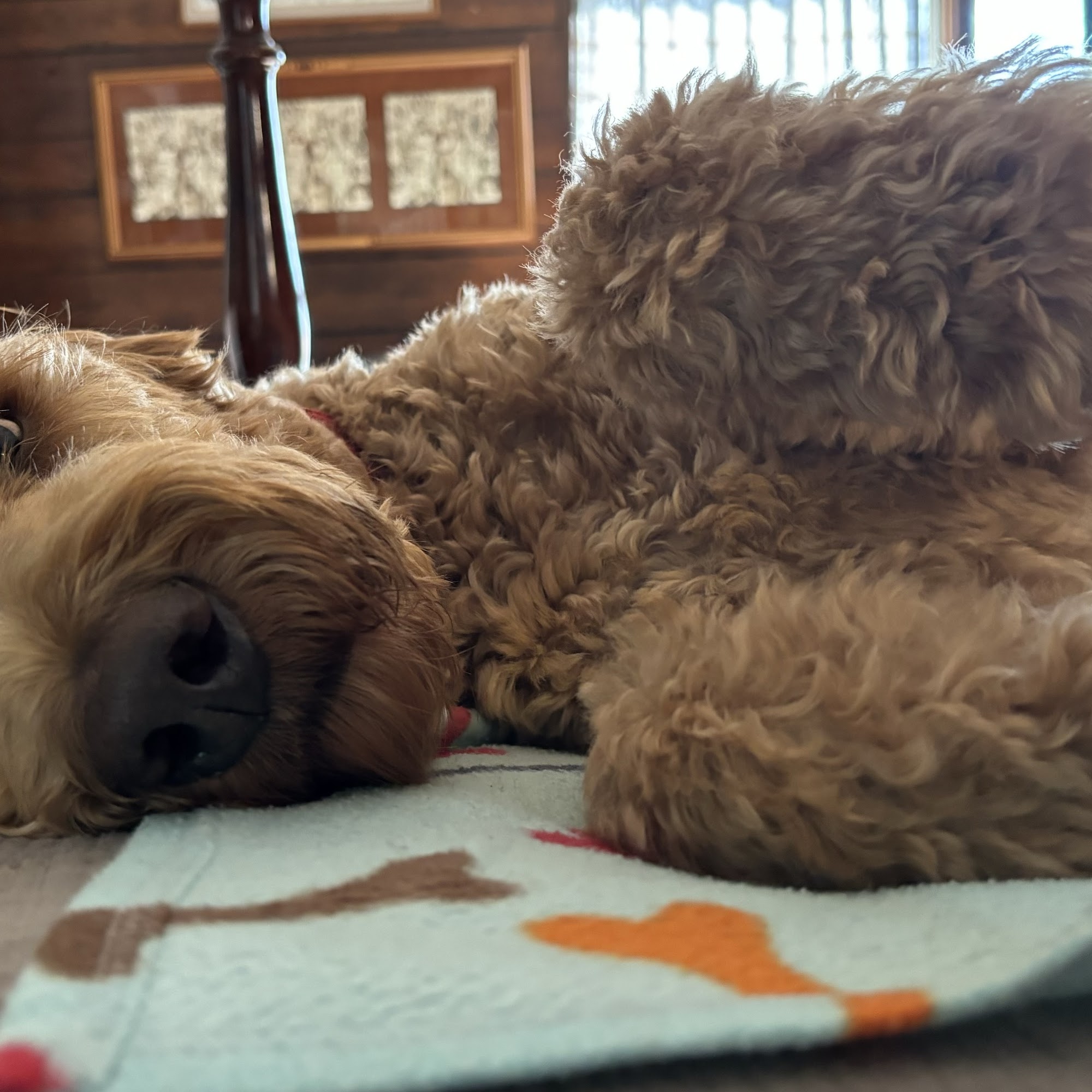 Willow Run Veterinary Clinic Willow Street