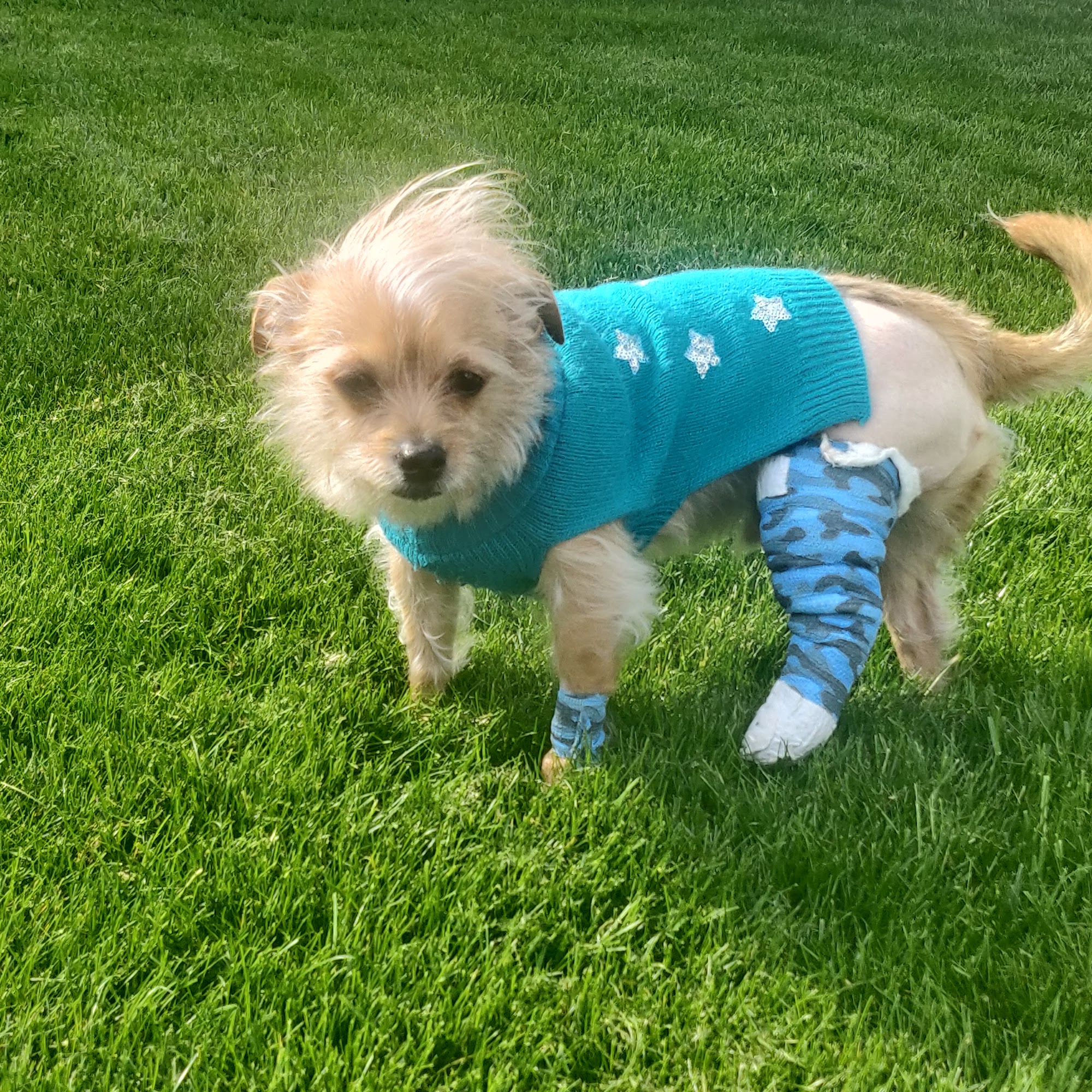 Animal Hospital of Willow Street Willow Street