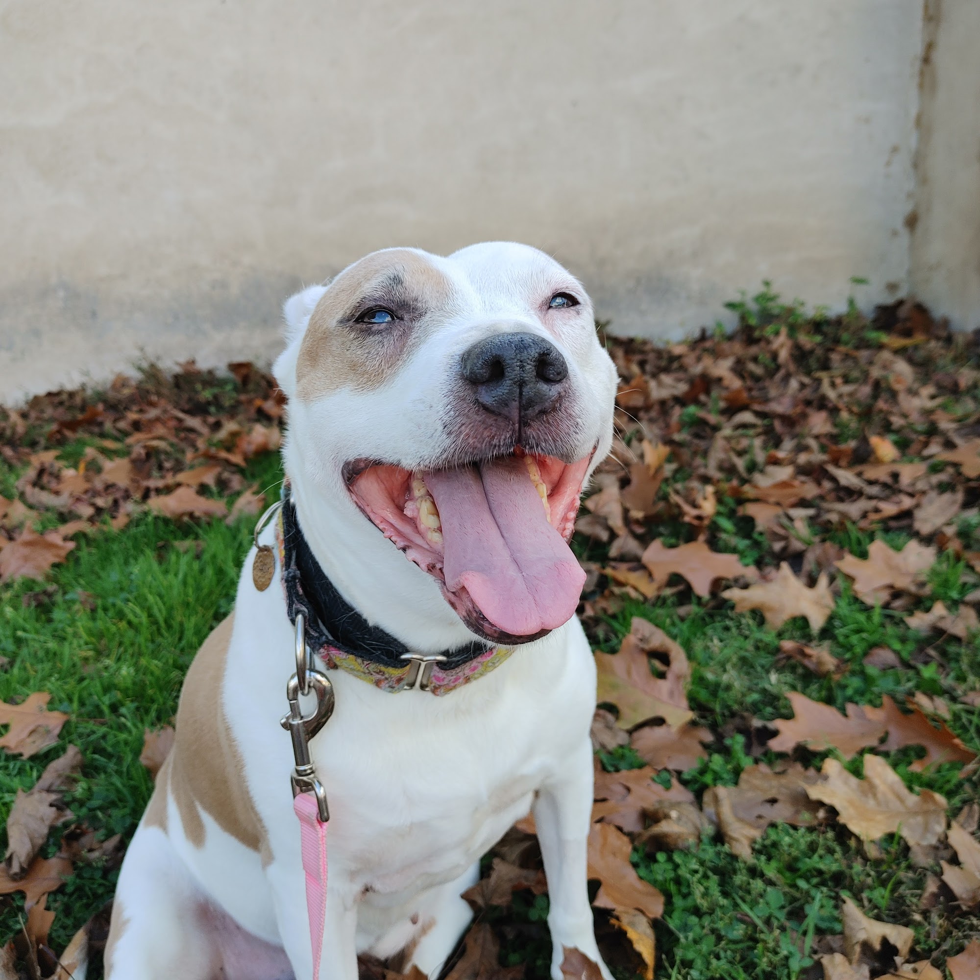 Shoemaker Avenue Animal Hospital Wyoming