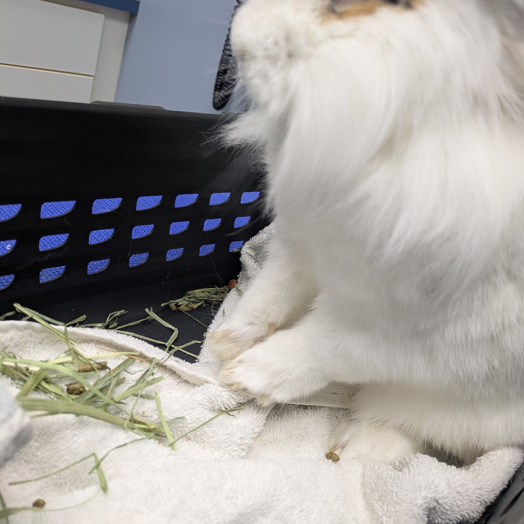 Wyomissing Animal Hospital Wyomissing