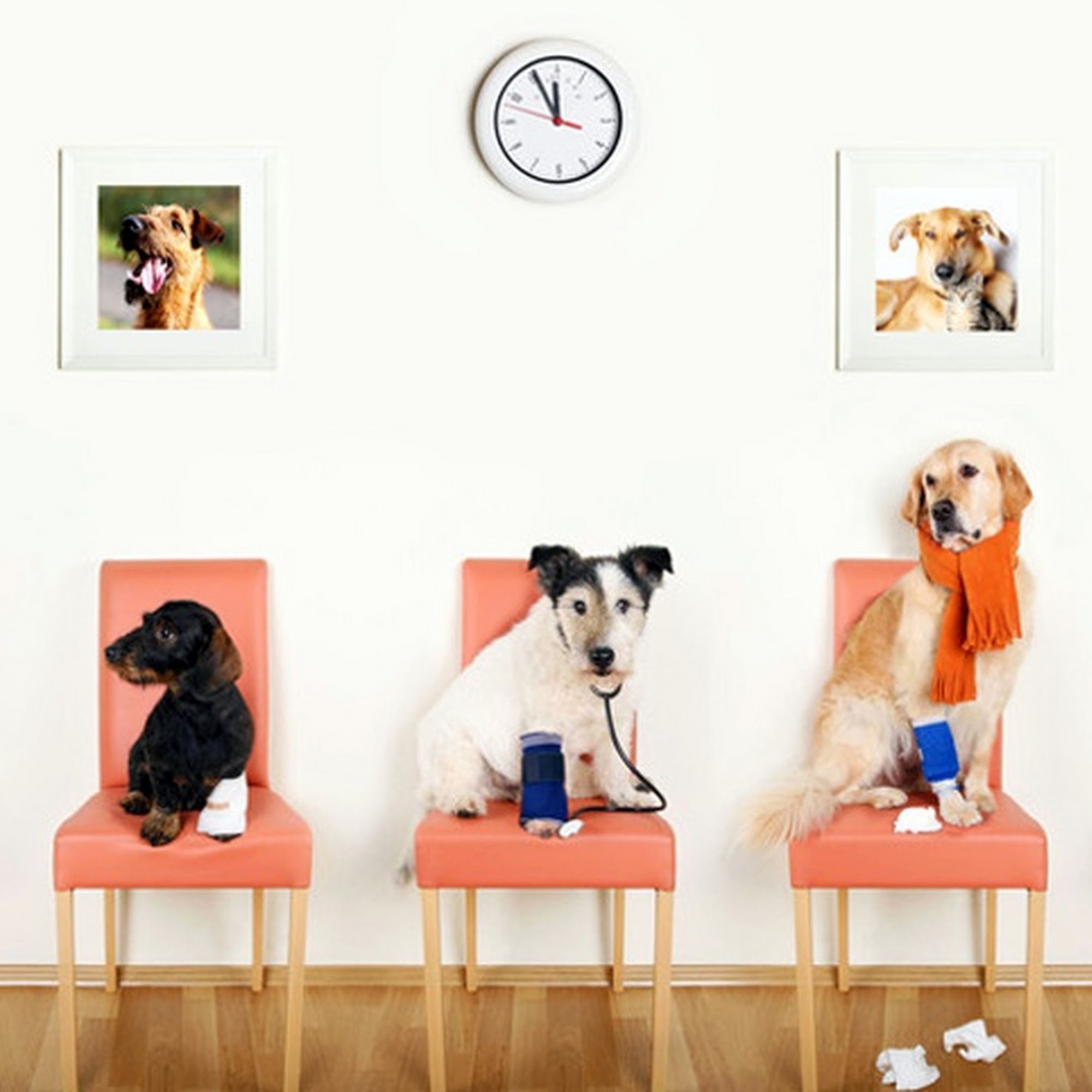 Ark Animal Hospital Wyomissing