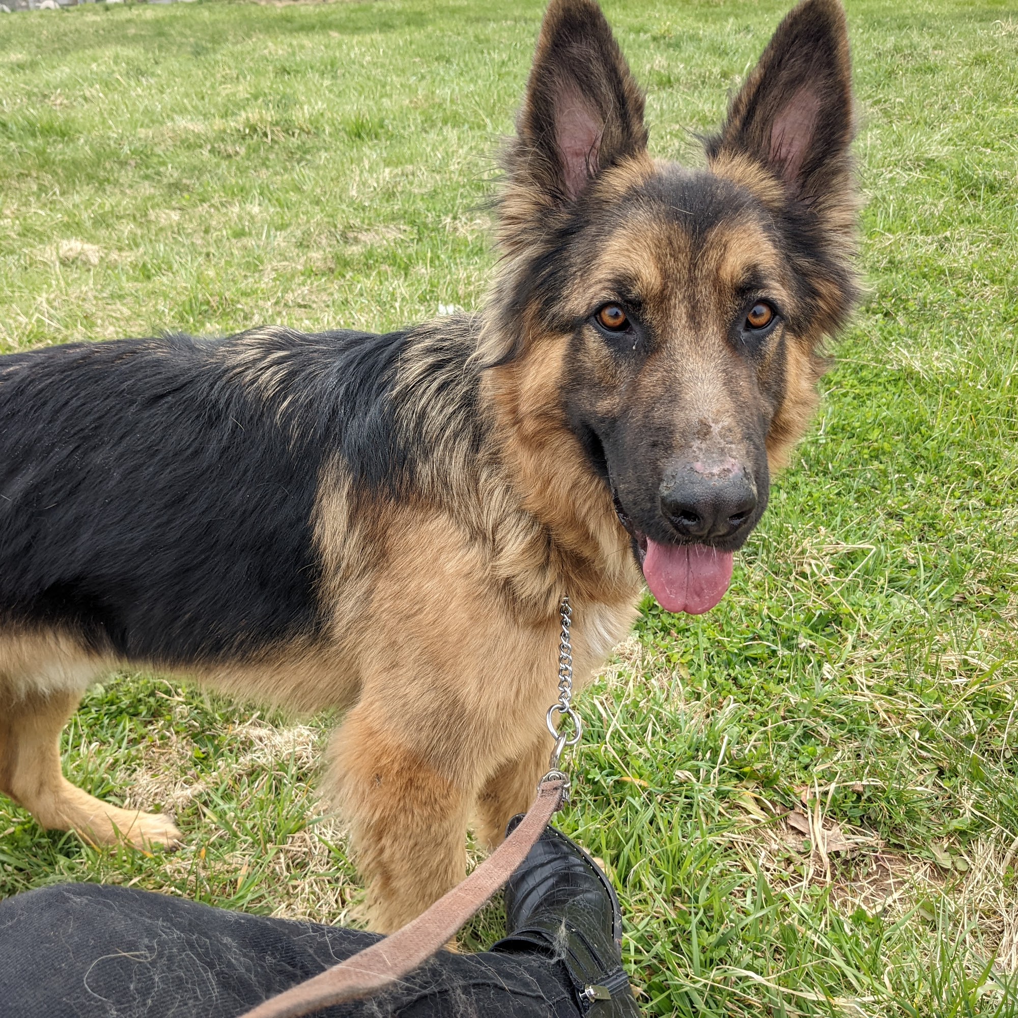 Atlantic Canine Training Center York Springs