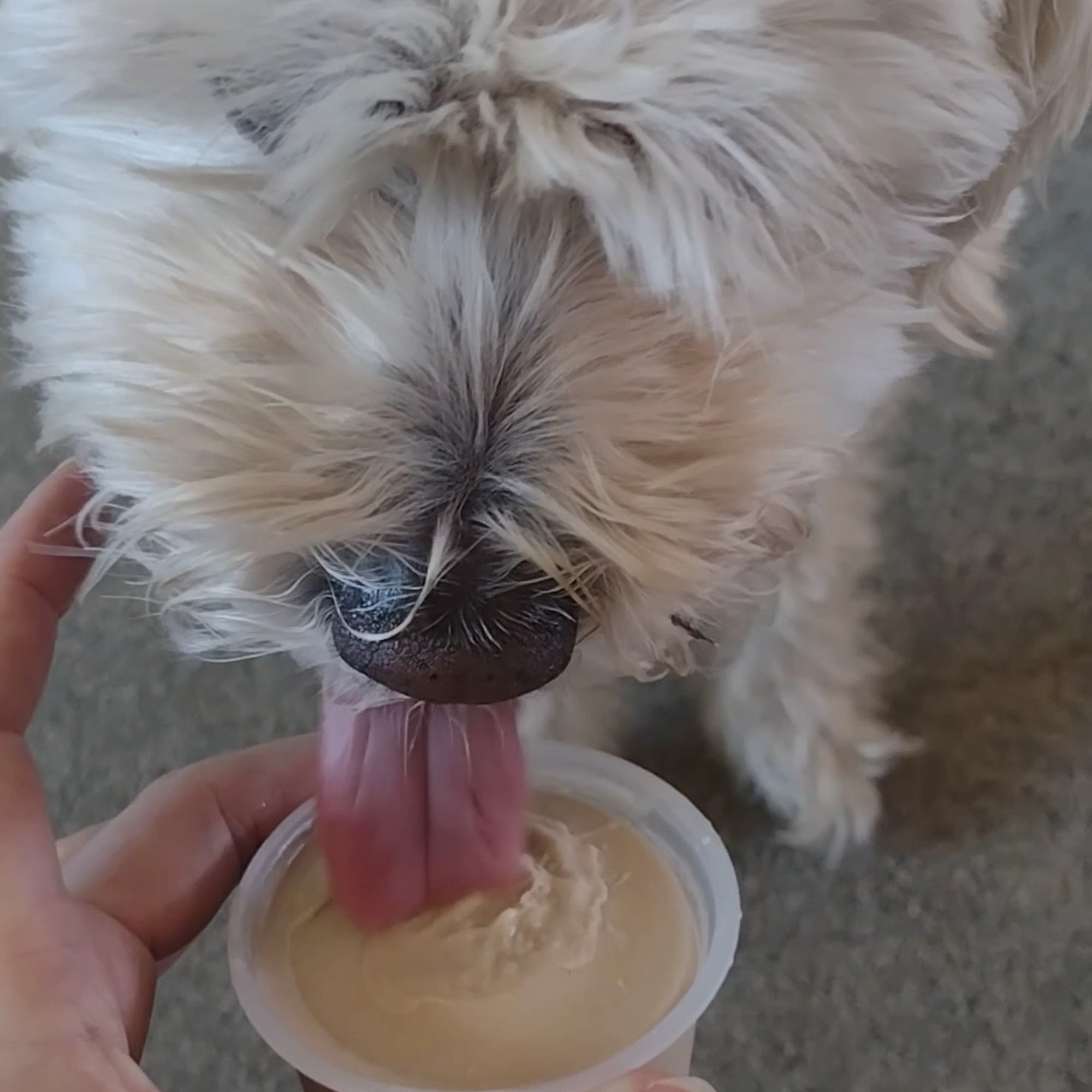 Handel's Homemade Ice Cream York