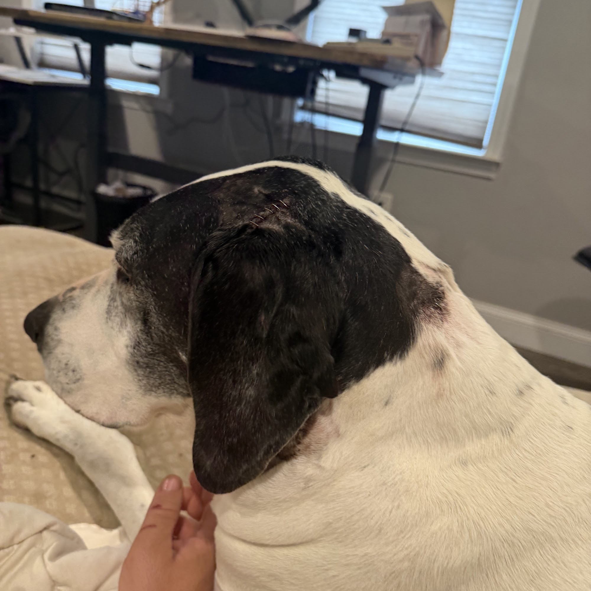 Animal Emergency & Referral Center of York, A Thrive Pet Healthcare Partner York