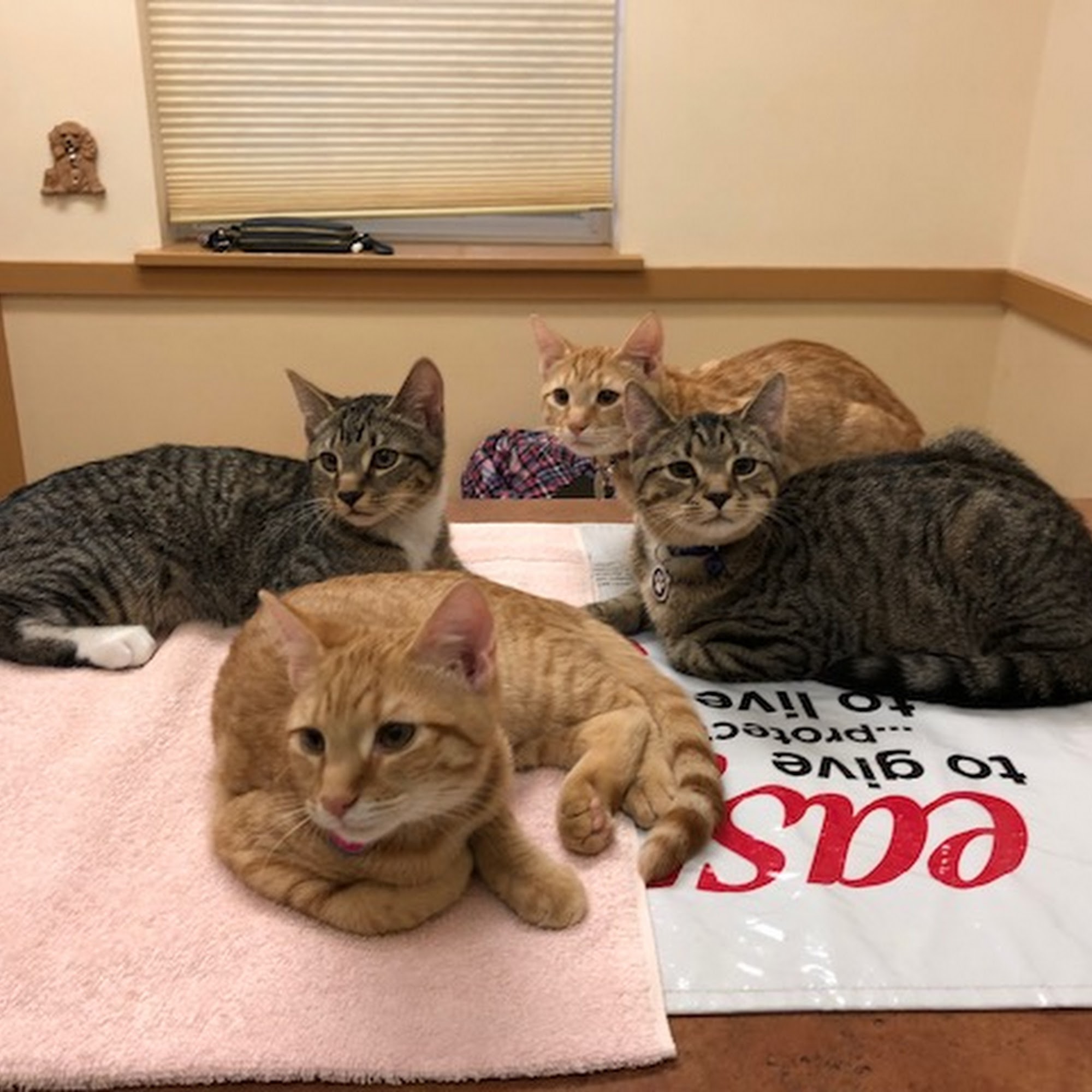 East York Veterinary Center York