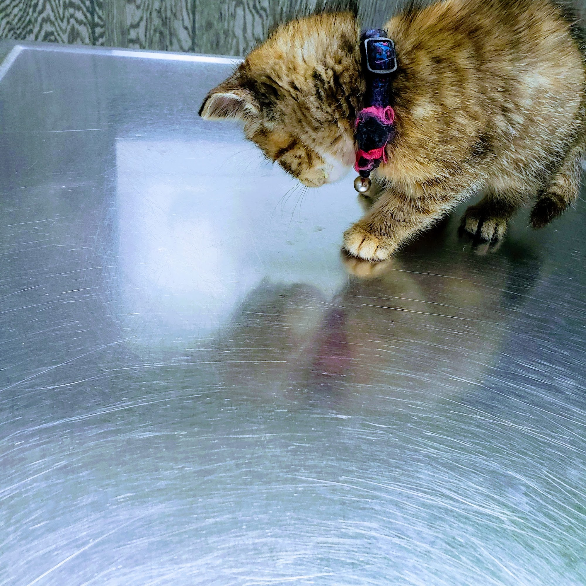 Veterinary Center- Daniel R. Reilly VMB York