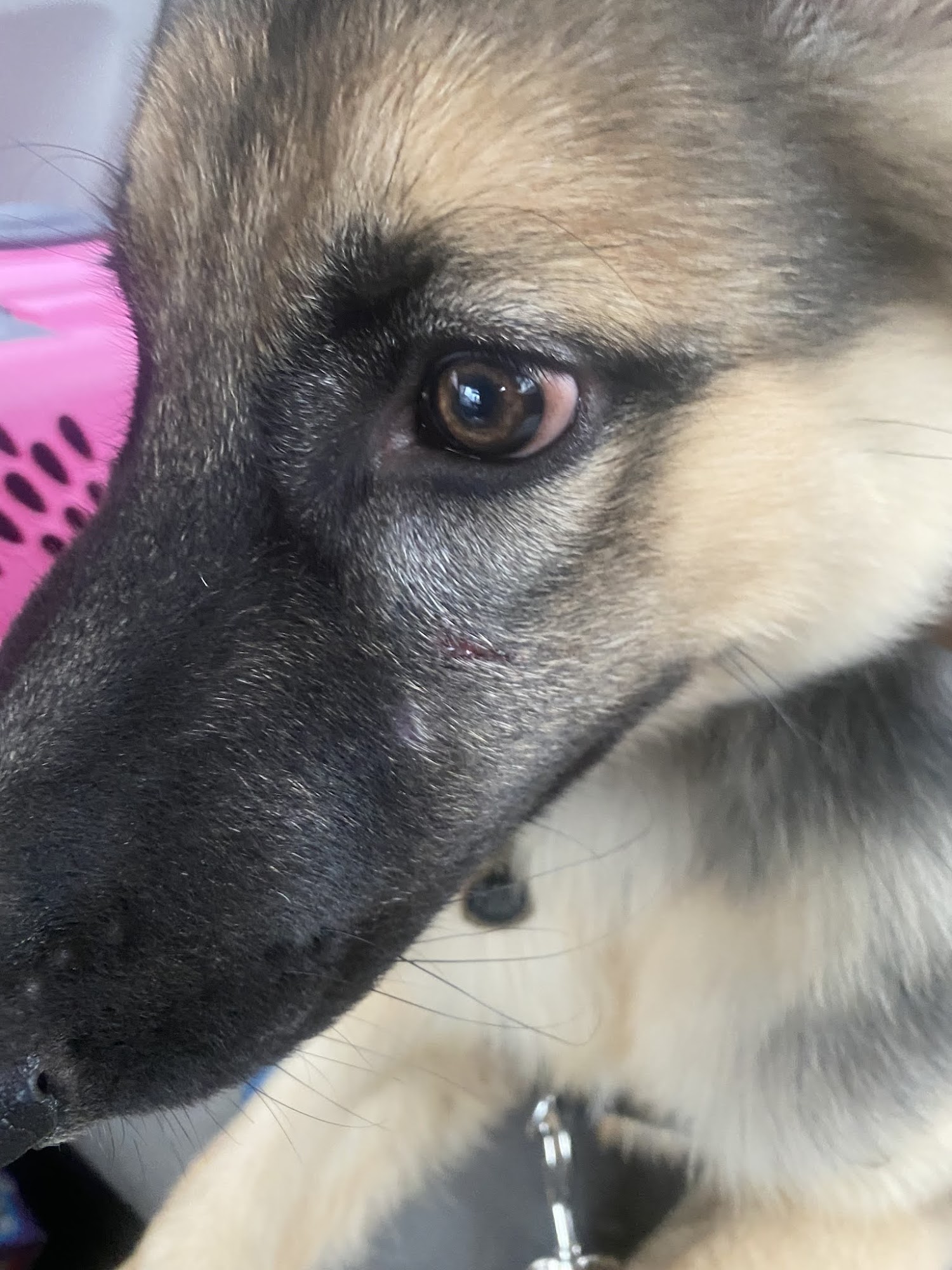 Morgan's Paws Pet Care Center York