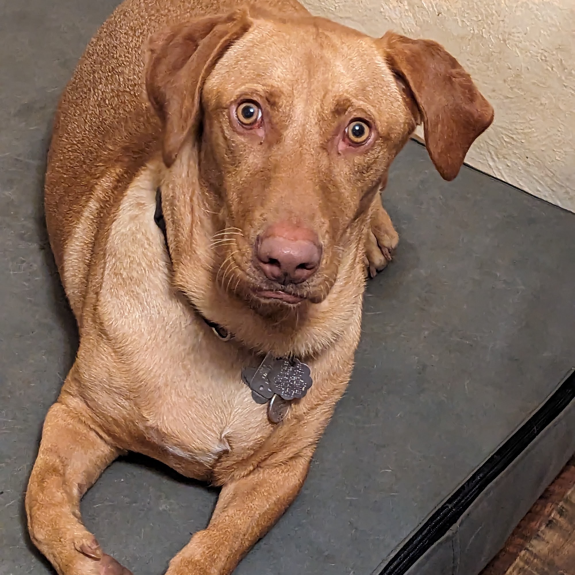 Morgan's Paws Pet Care Center York