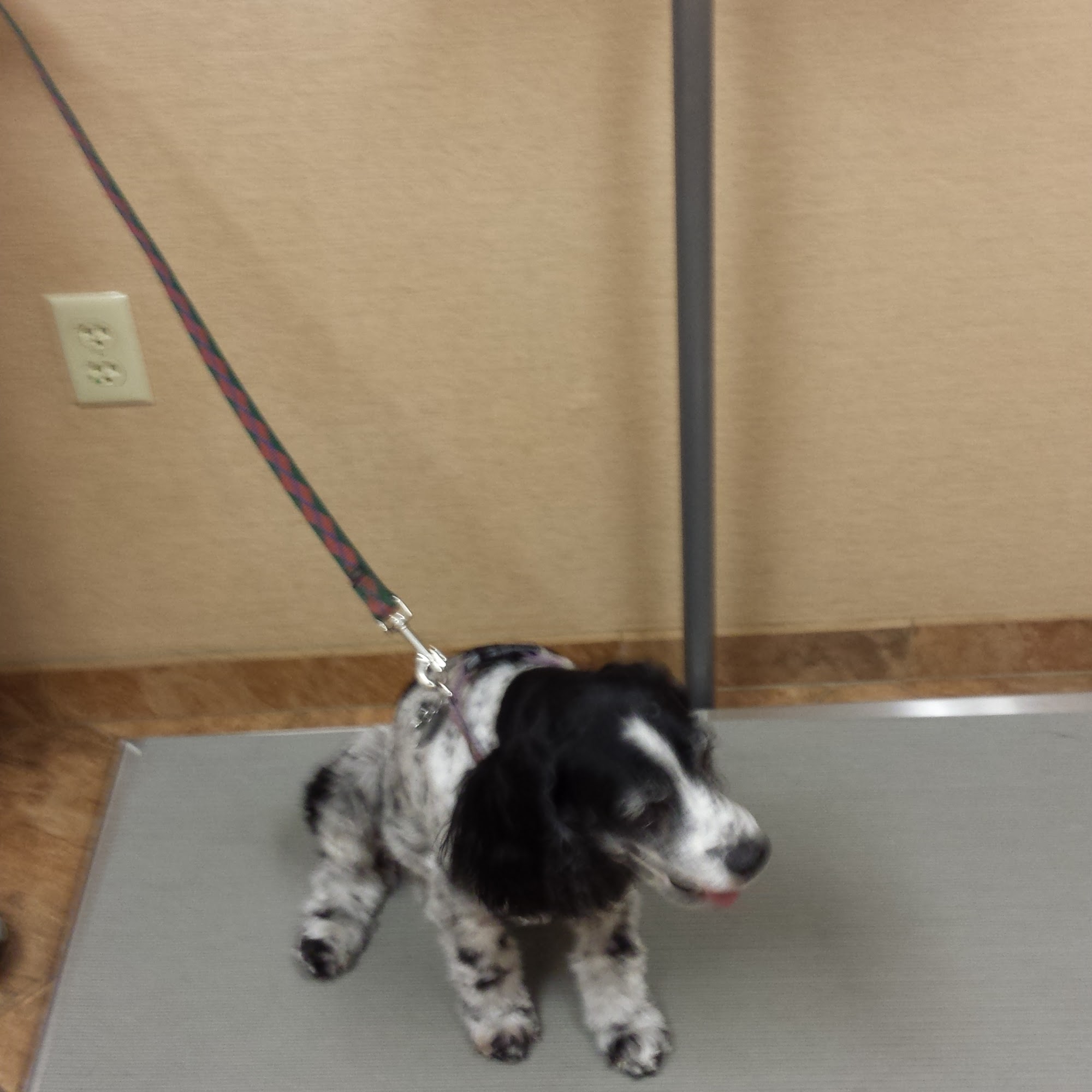 Yorkshire Animal Hospital York