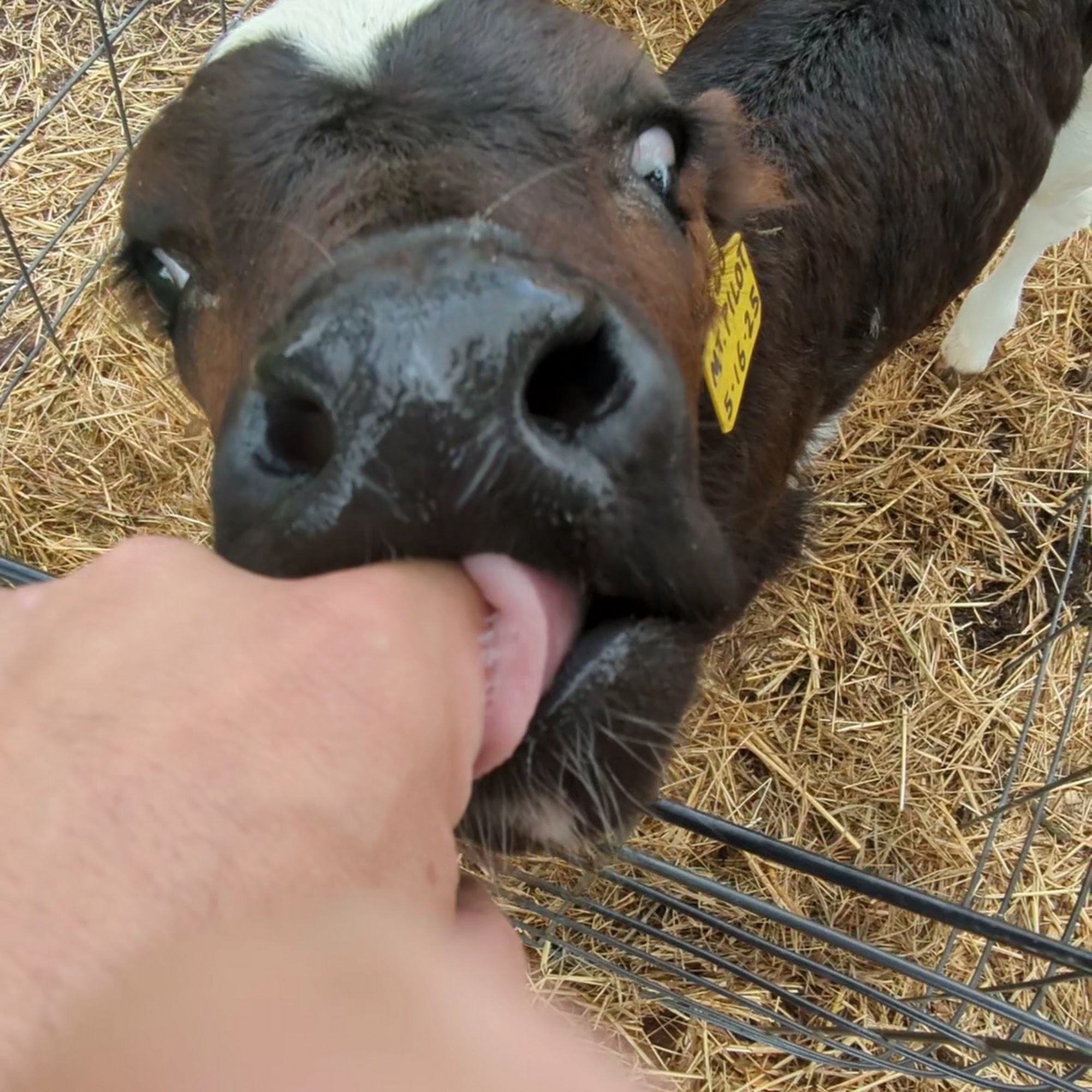 Perrydell Farm and Dairy York